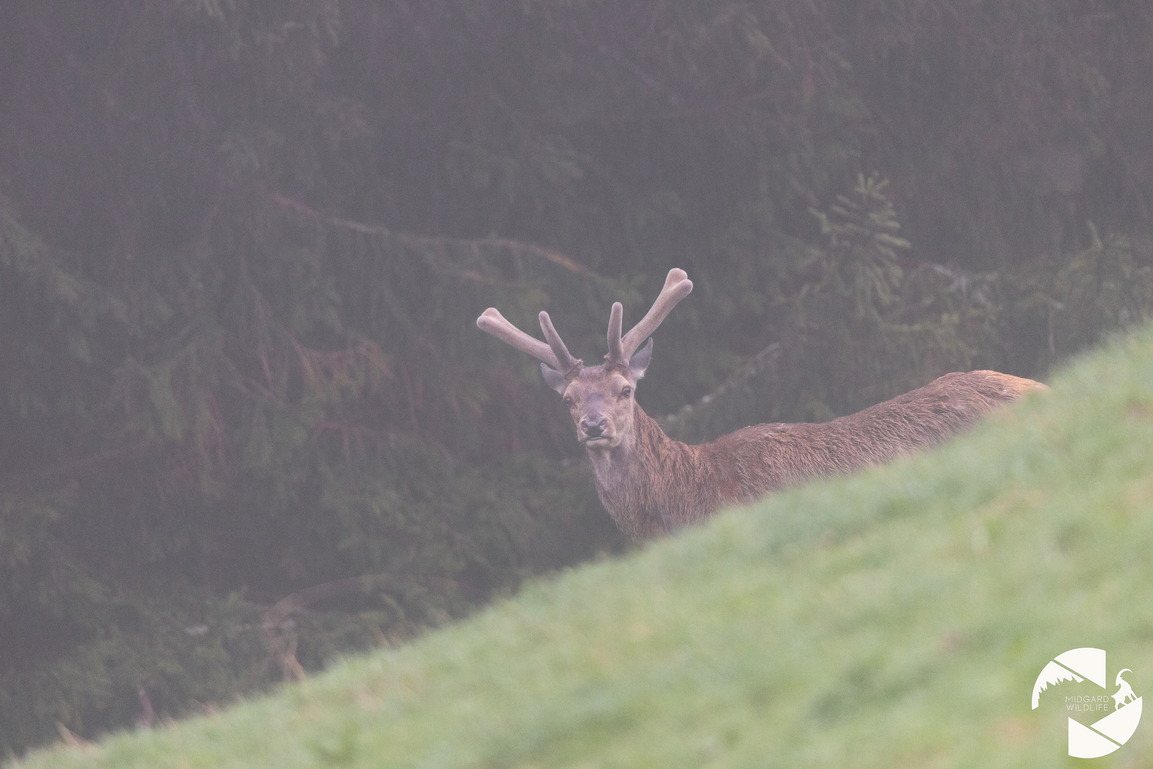 Cerf