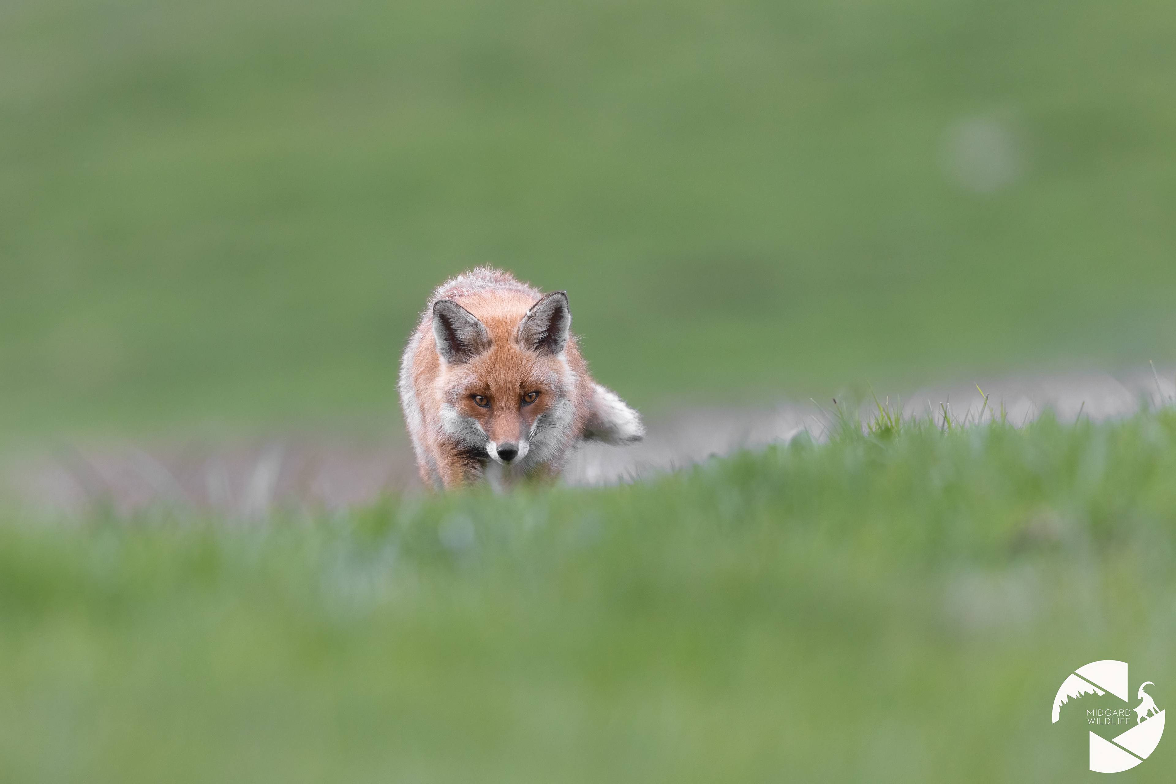 Renard