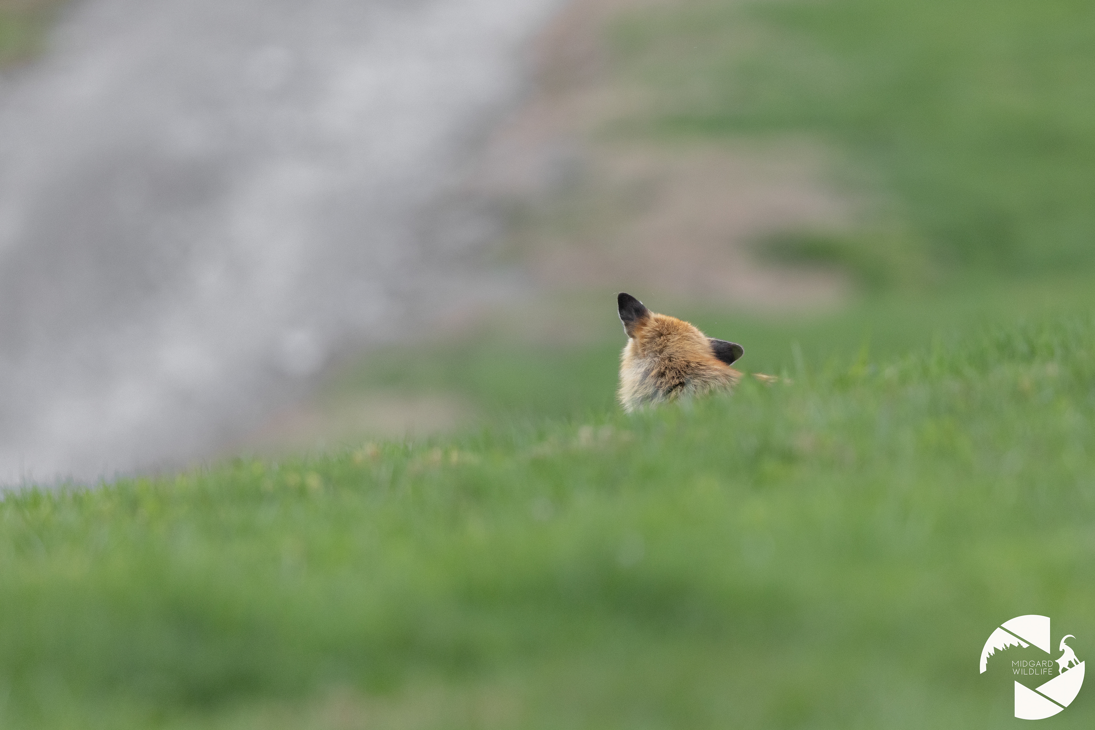Renard