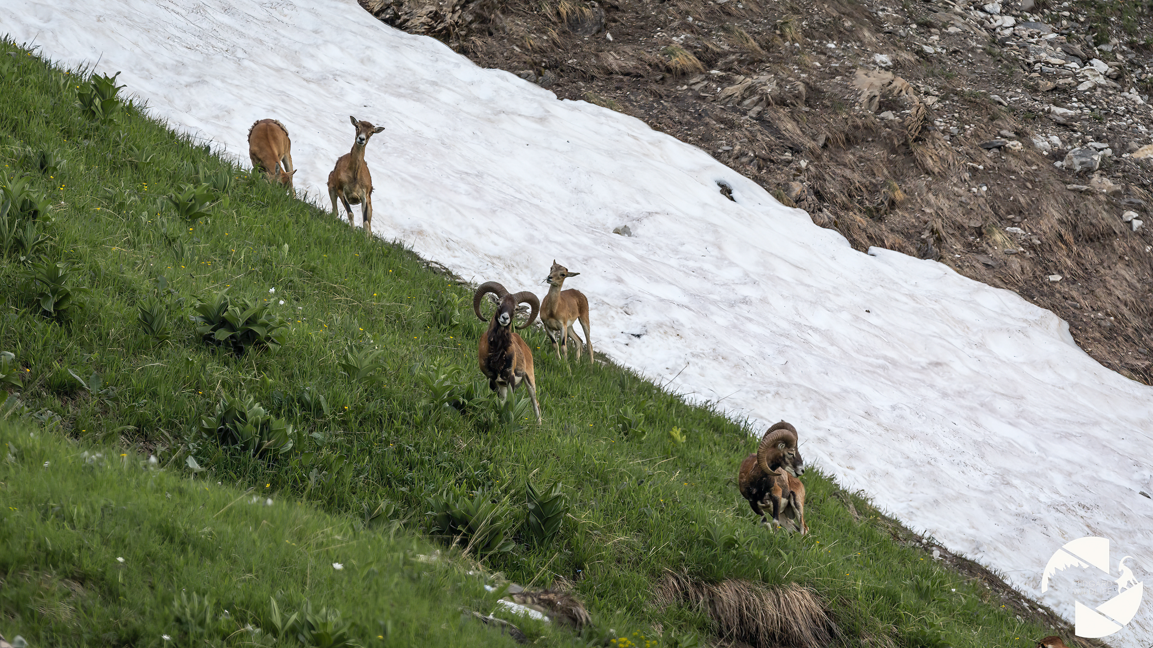 Mouflons