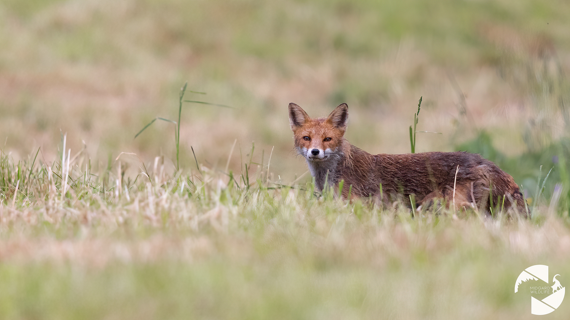 Renard roux