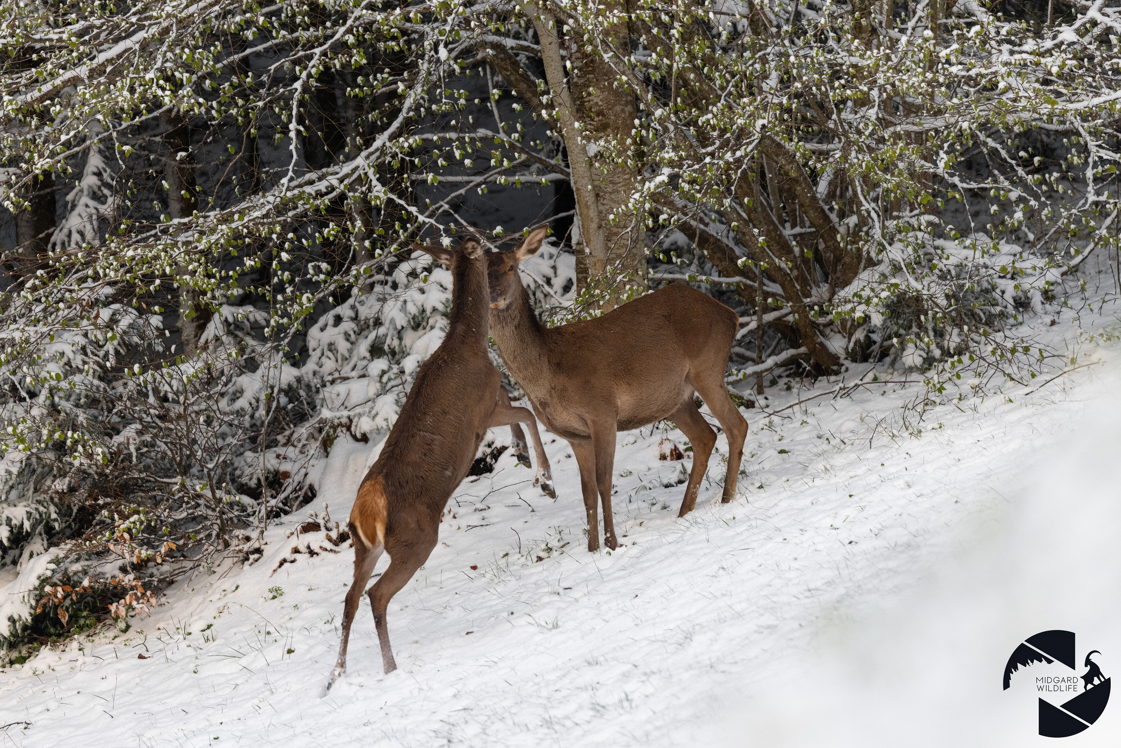 Biche & Faon