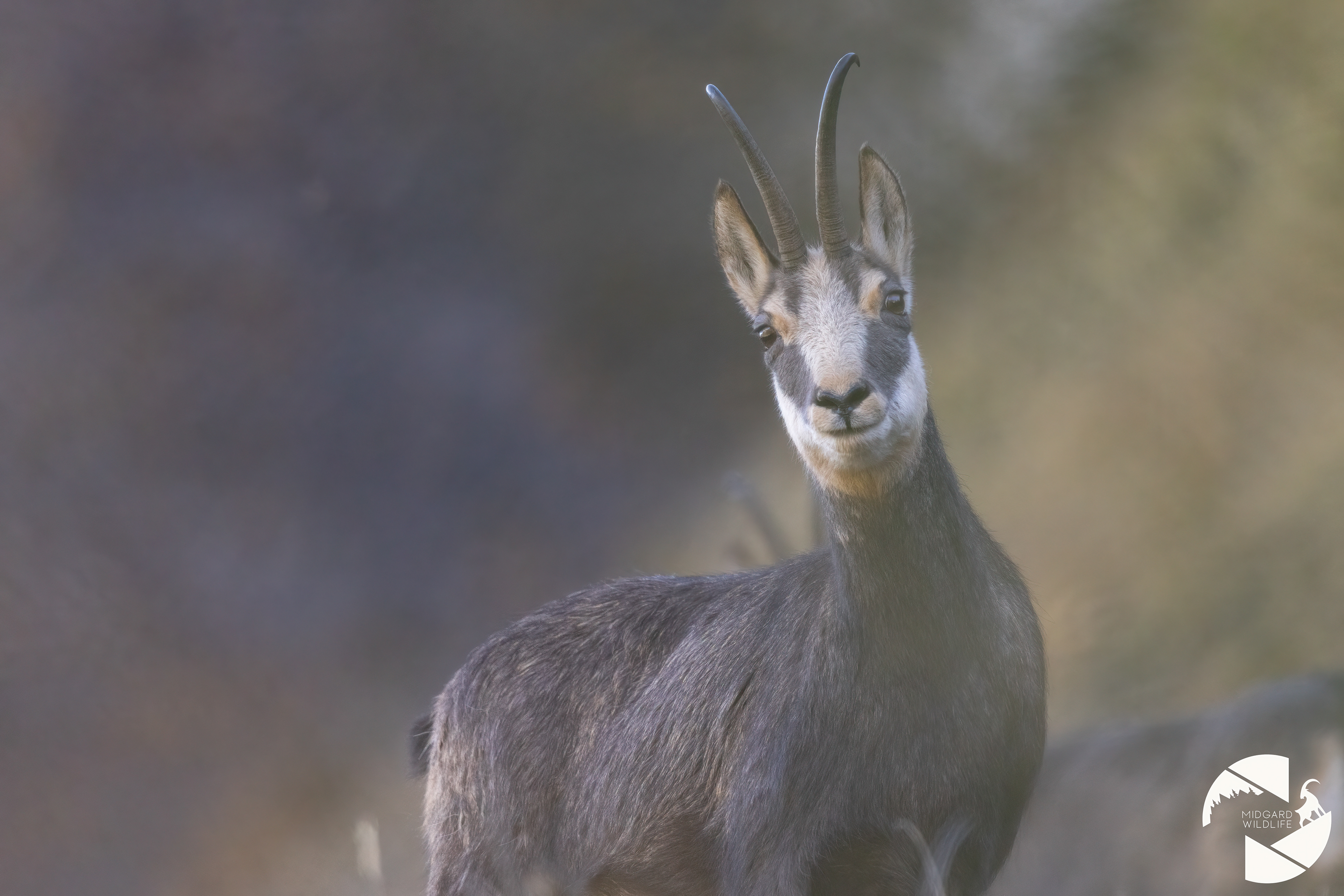 Chamois