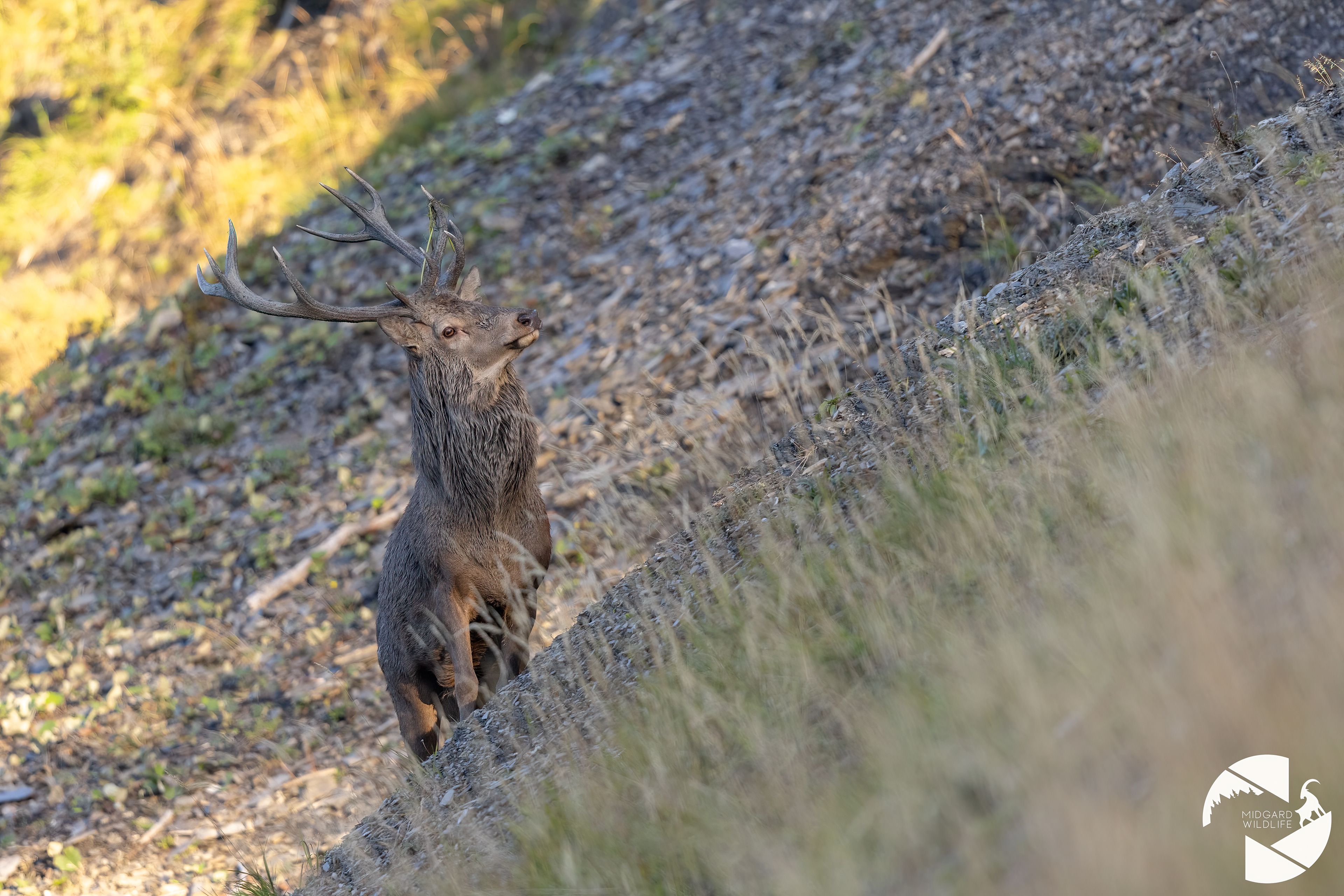 Cerf élaphe