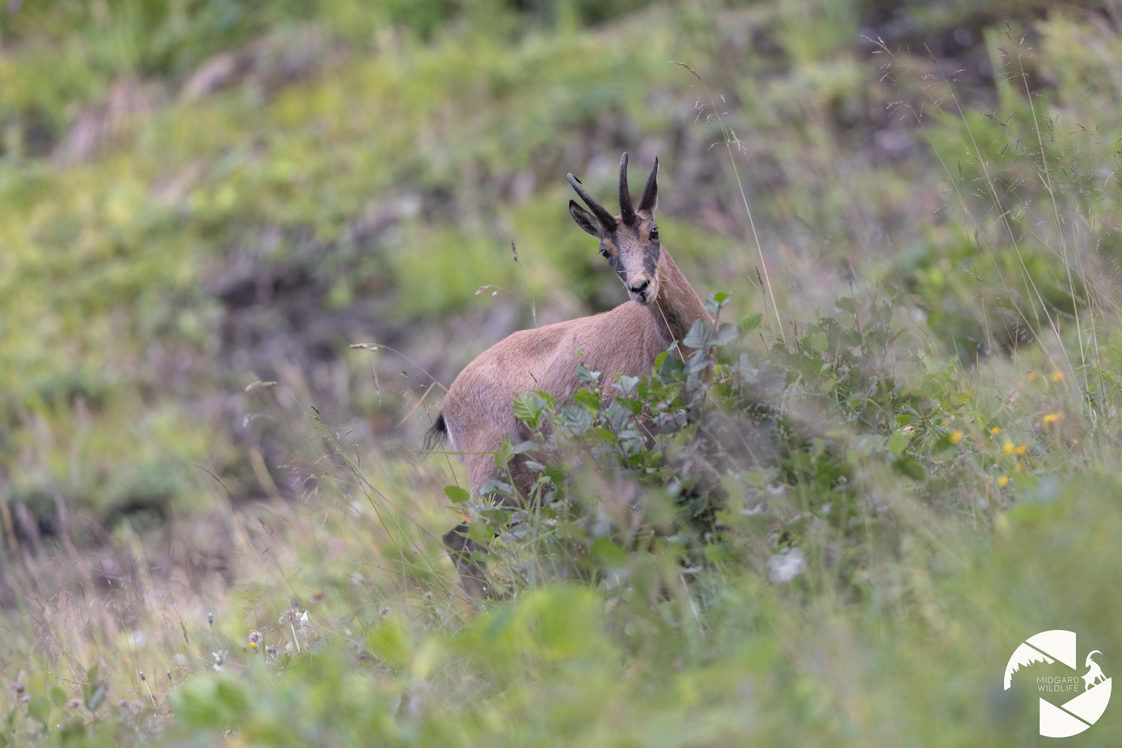 Chamois
