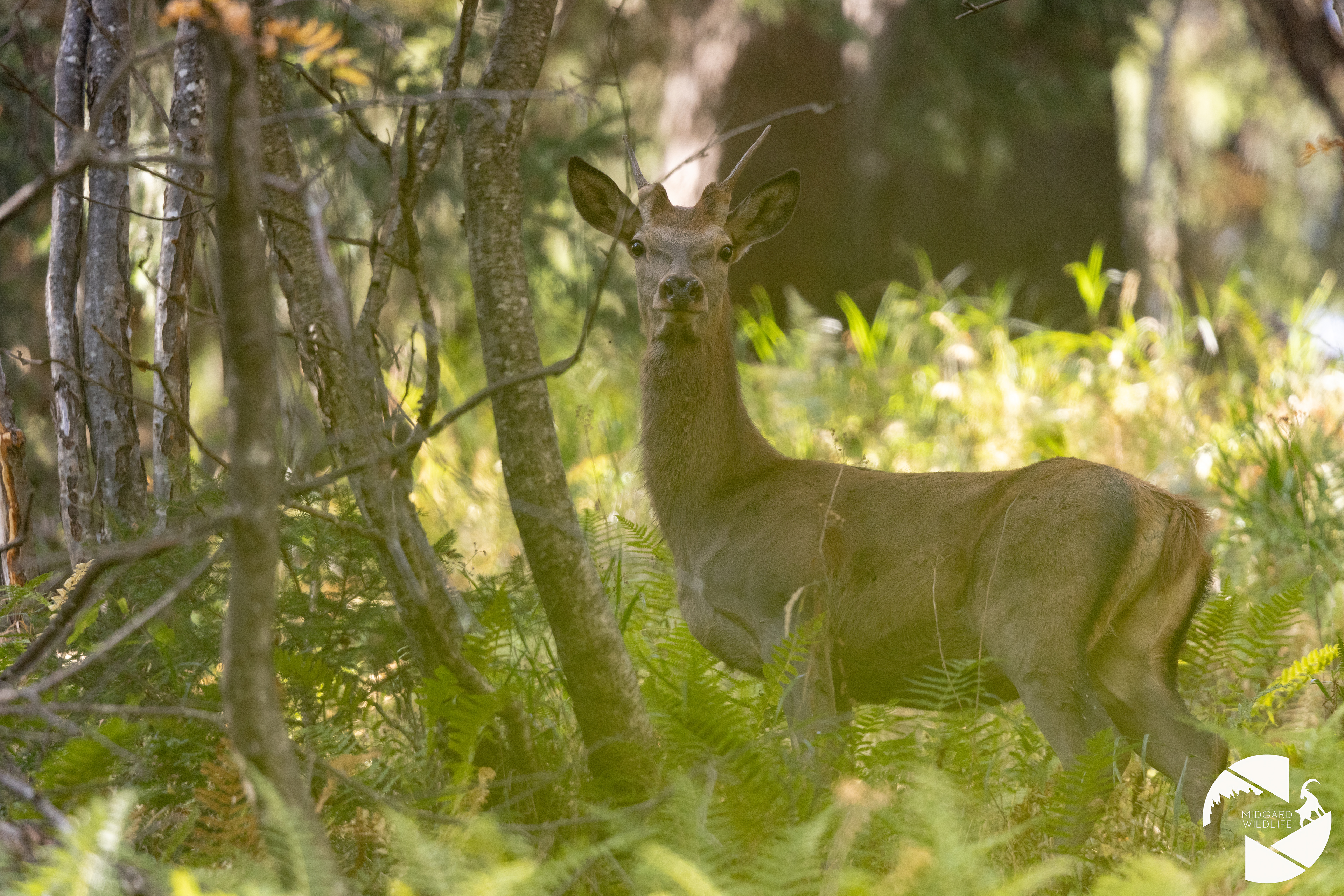 Cerf