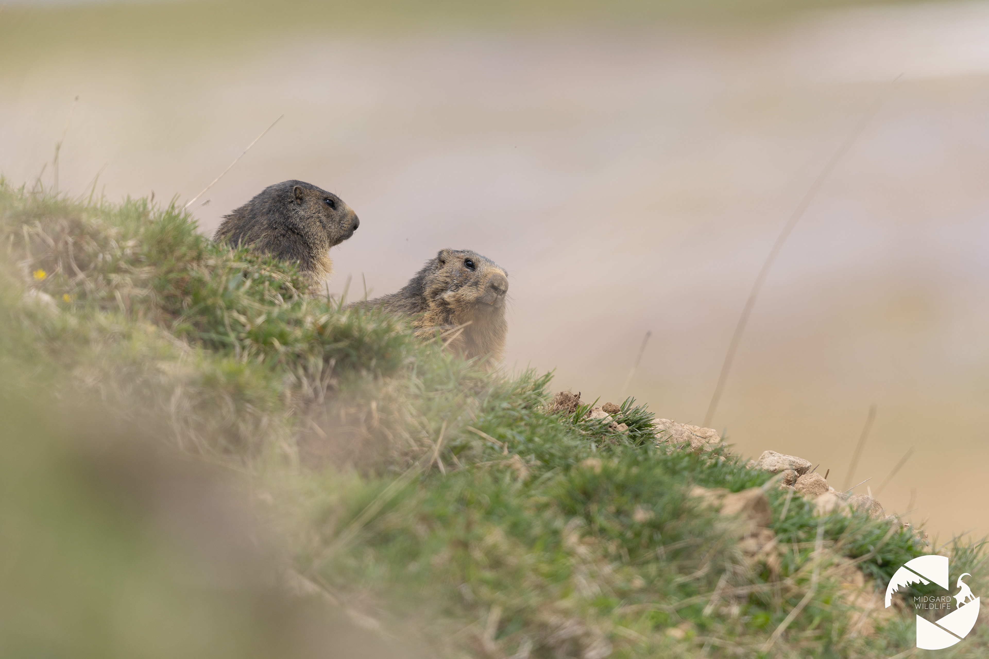 Marmottes