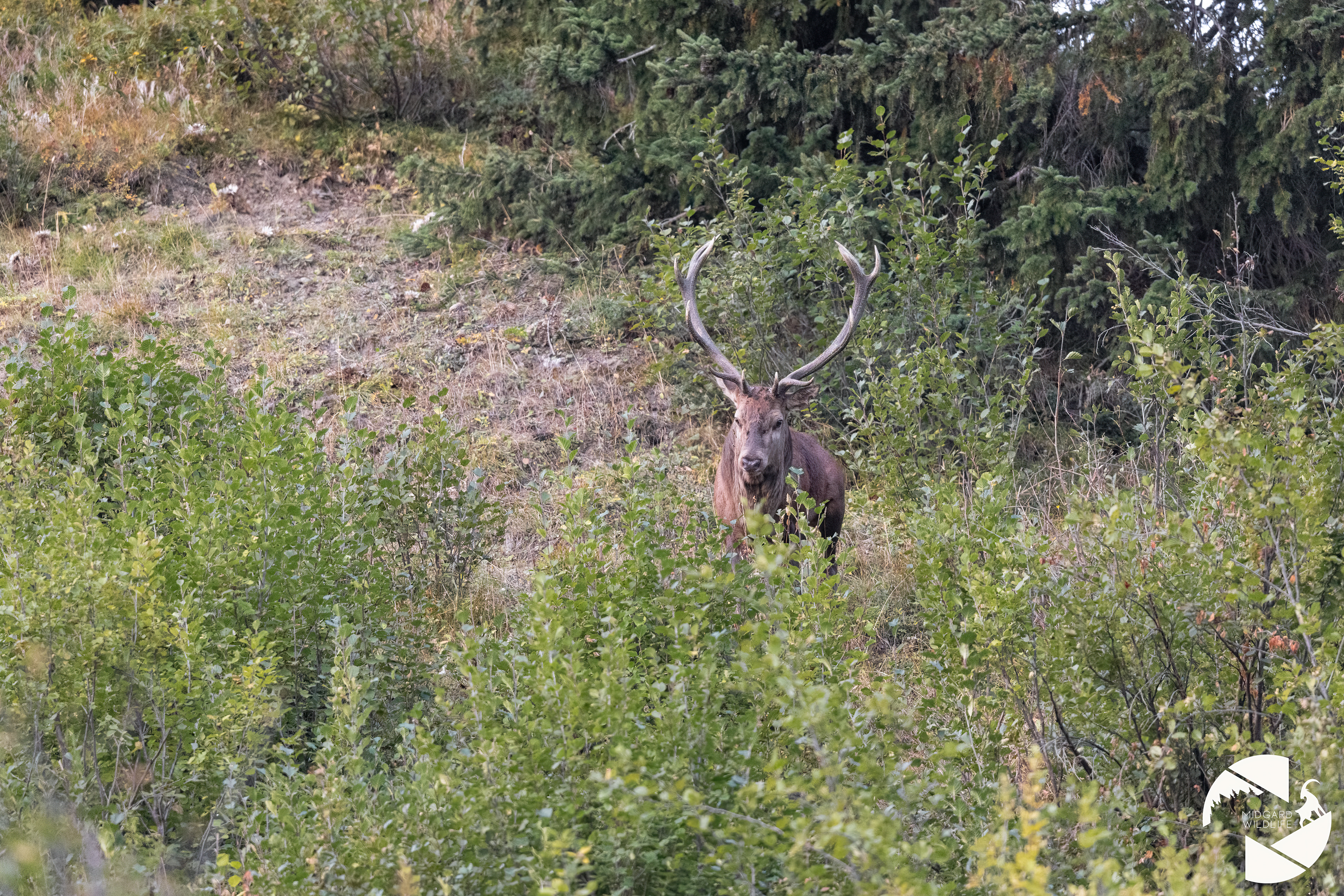 Cerf