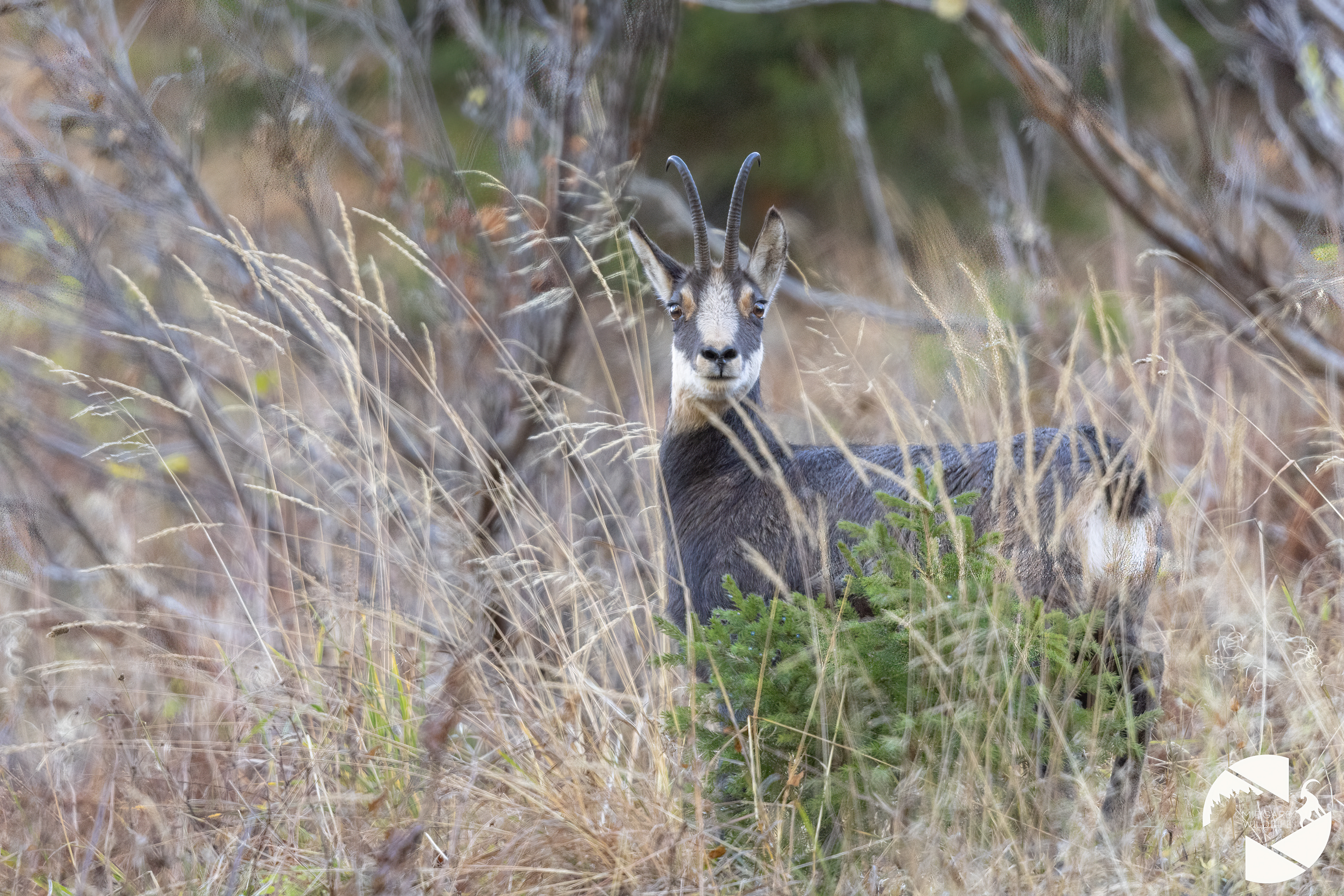 Chamois