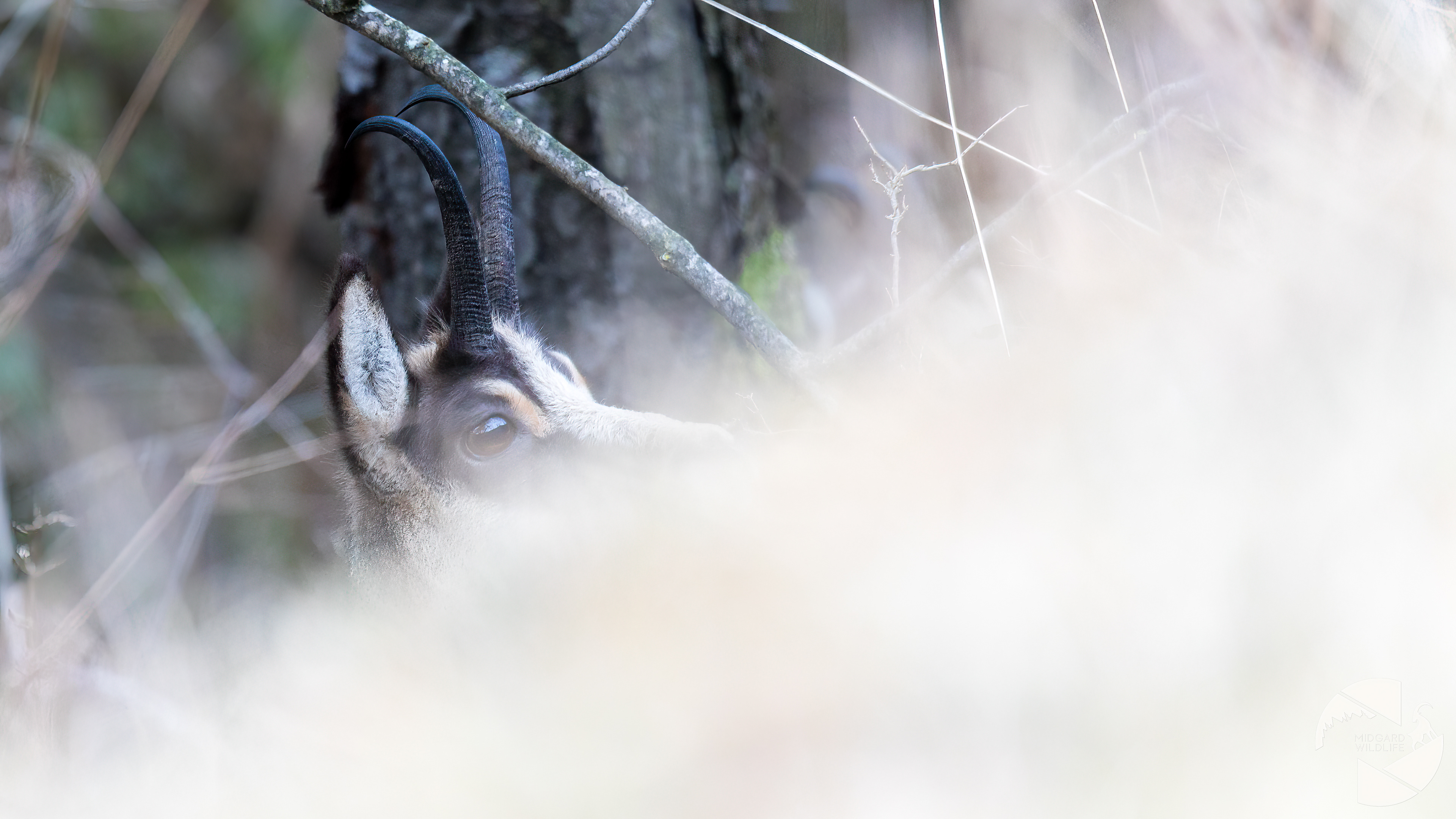 Chamois