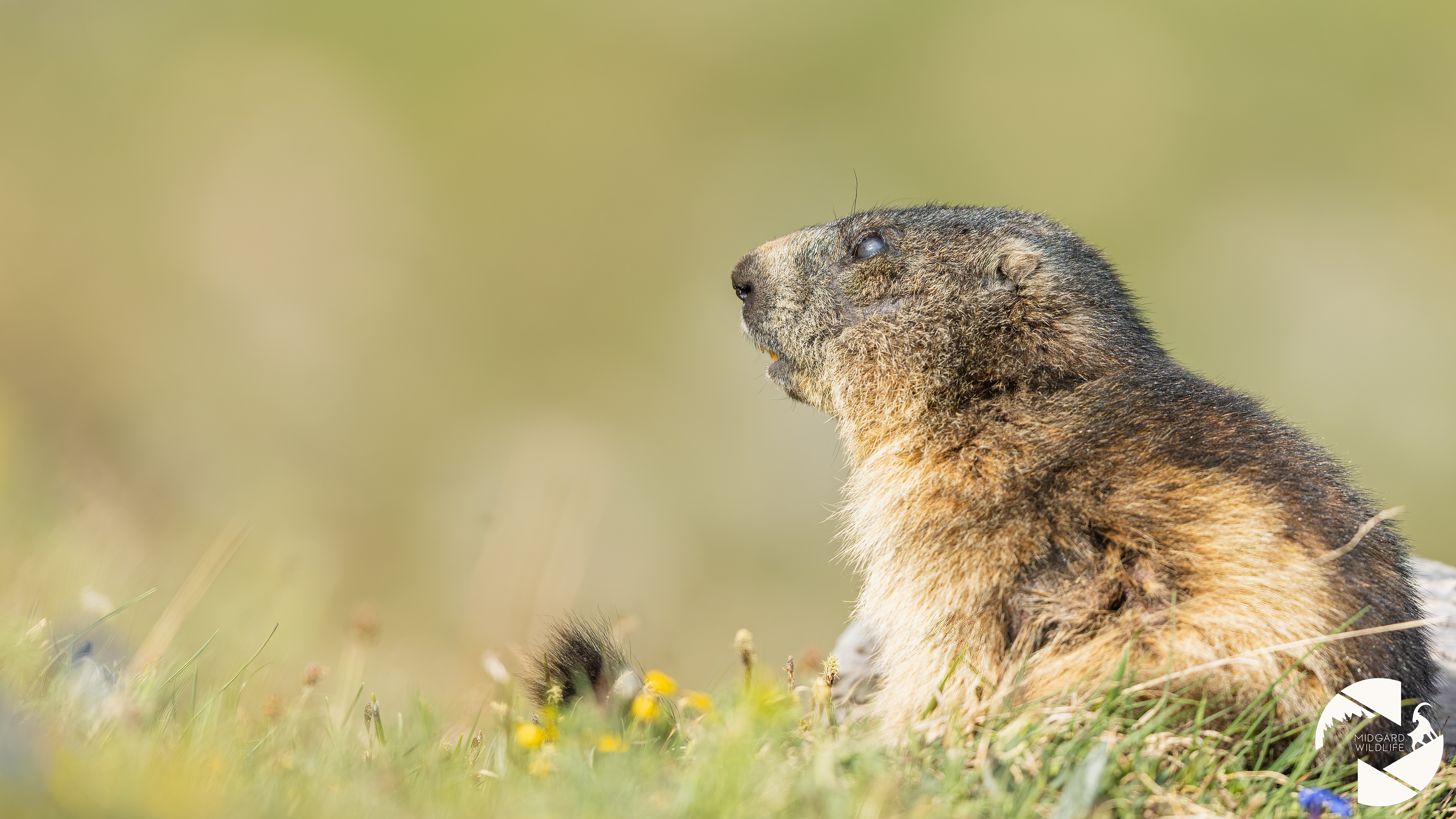 Marmotte