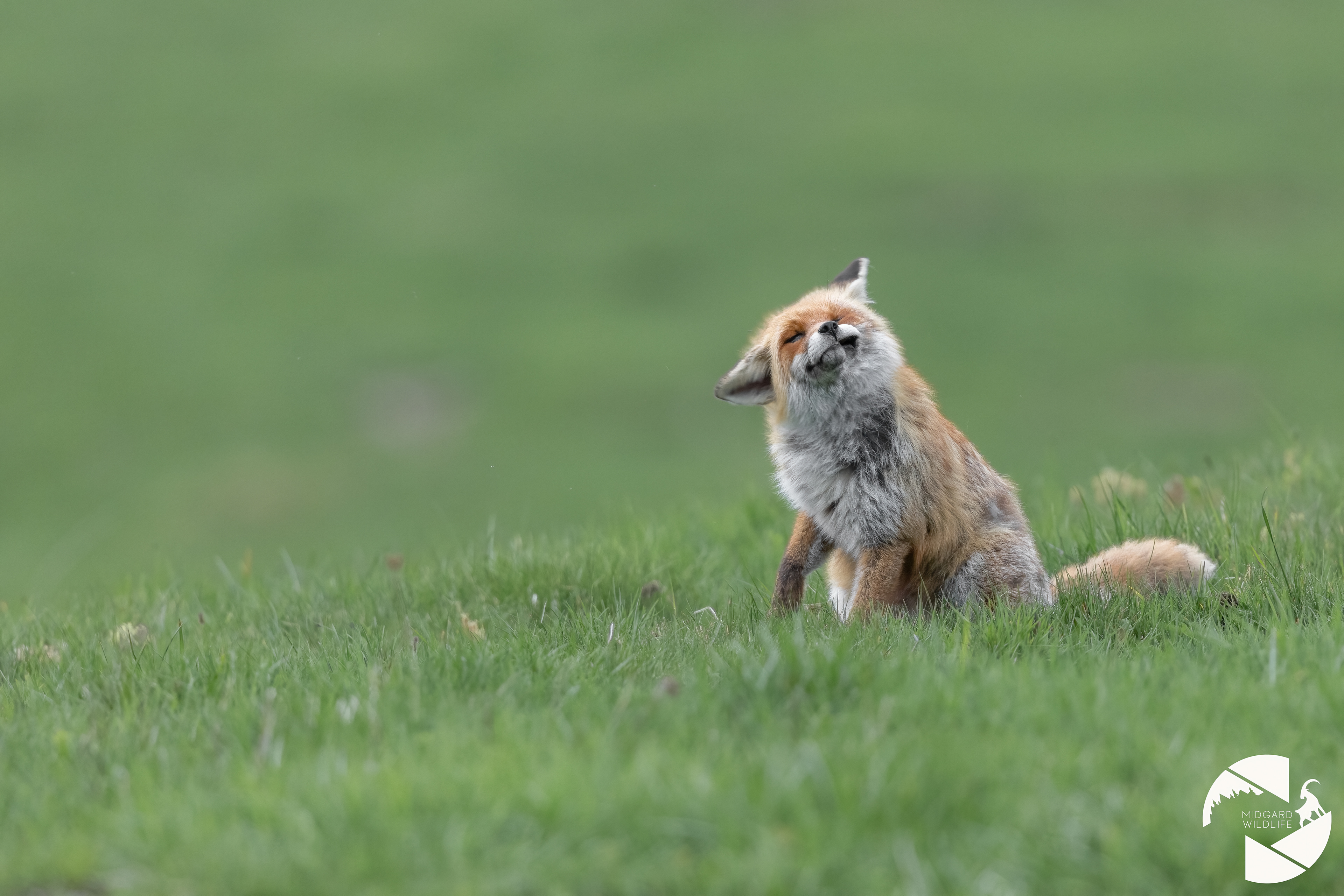 Renard