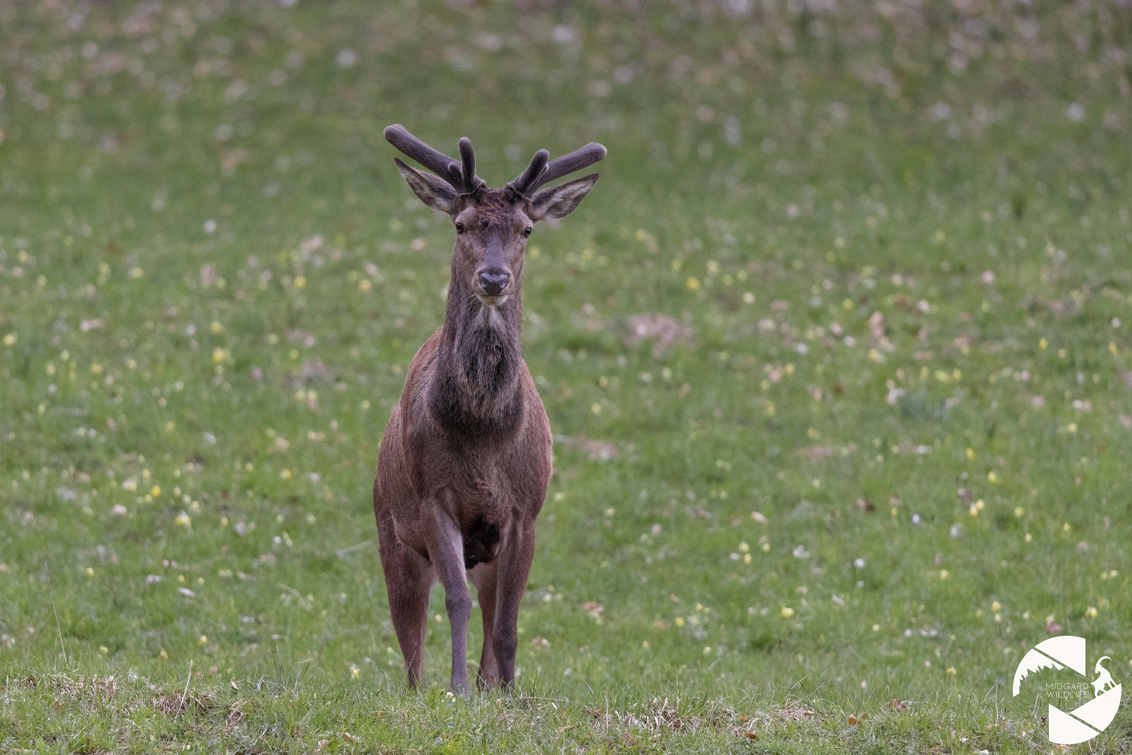 Cerf élaphe