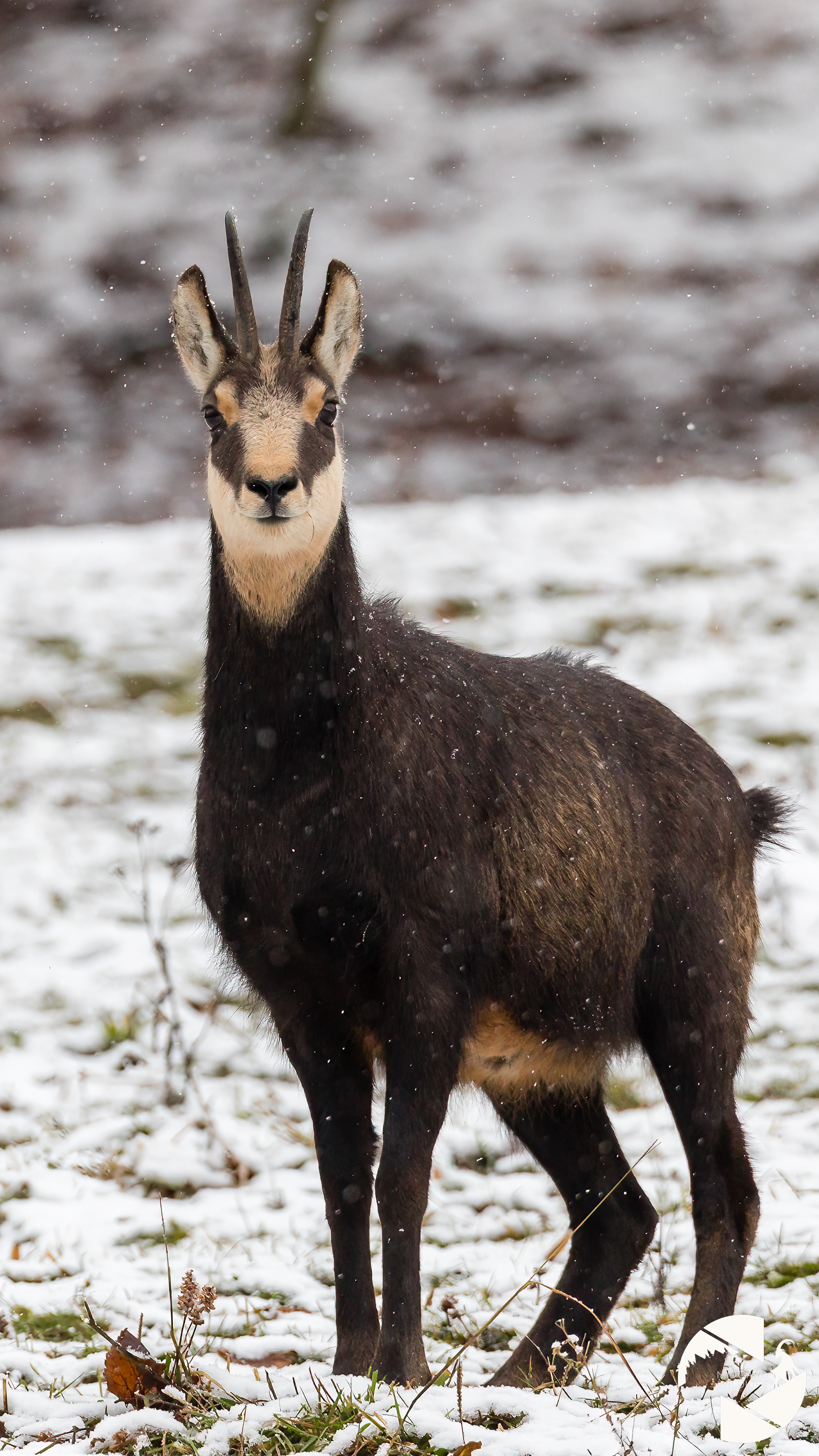Chamois