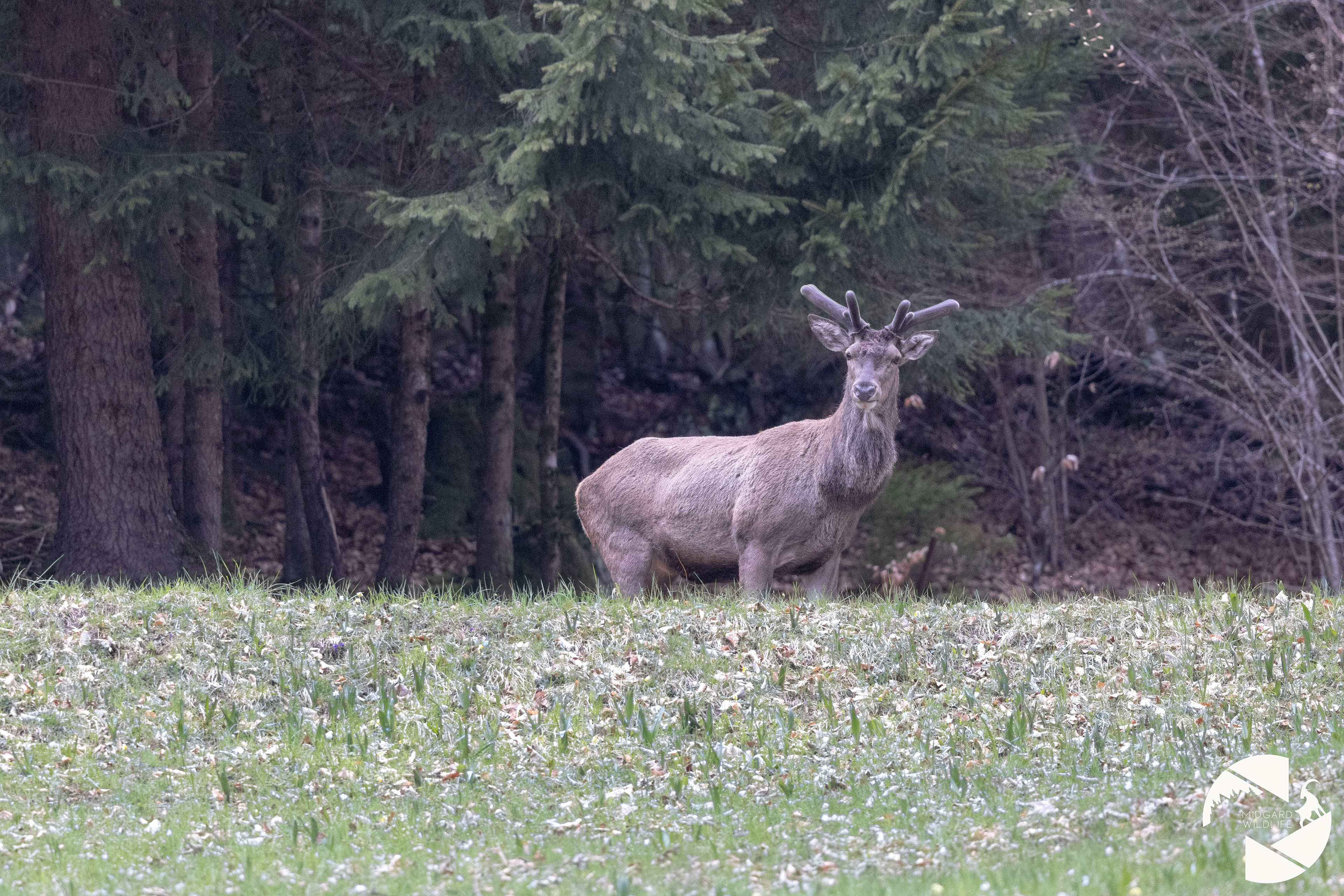 Cerf élaphe