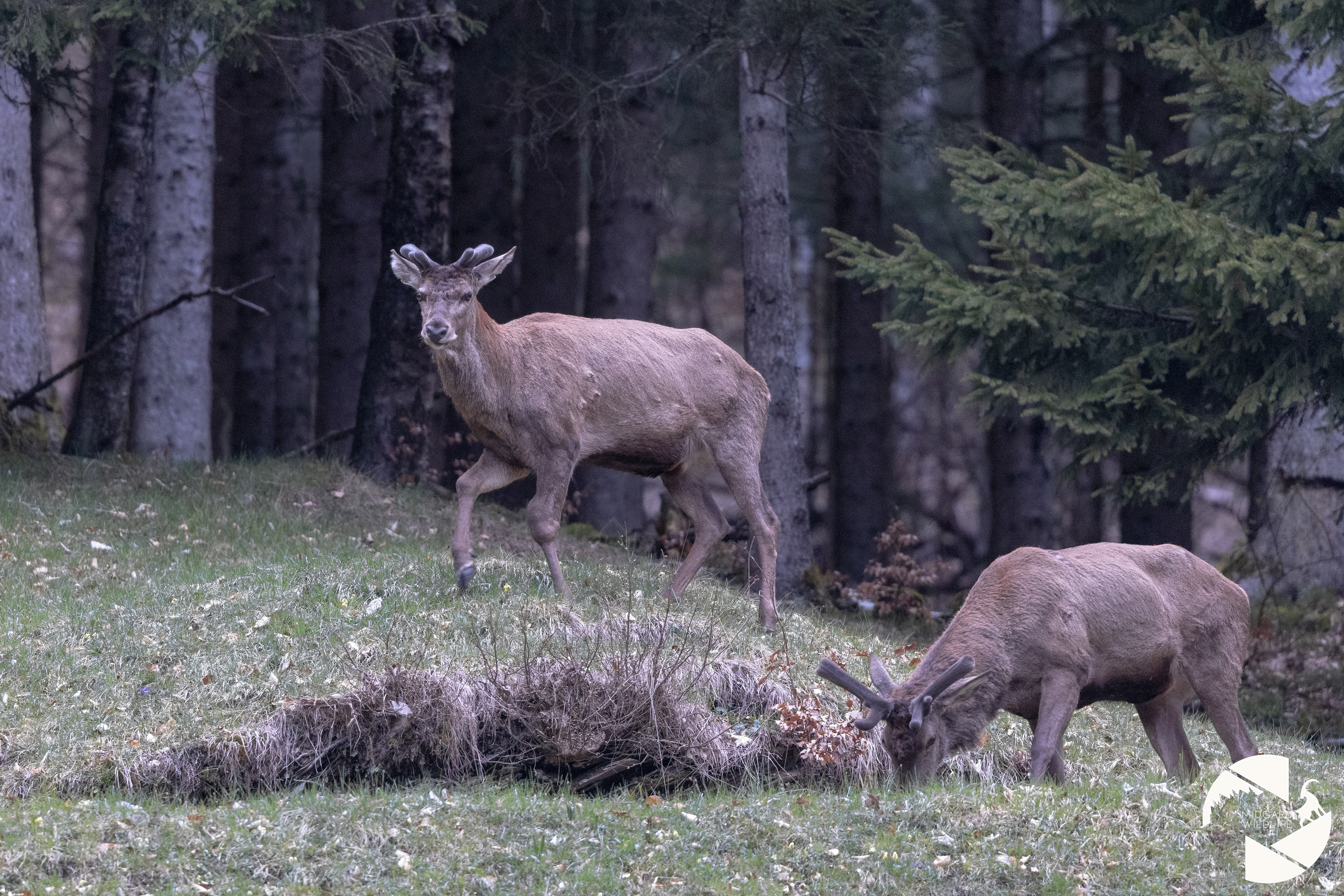 Cerfs élaphe