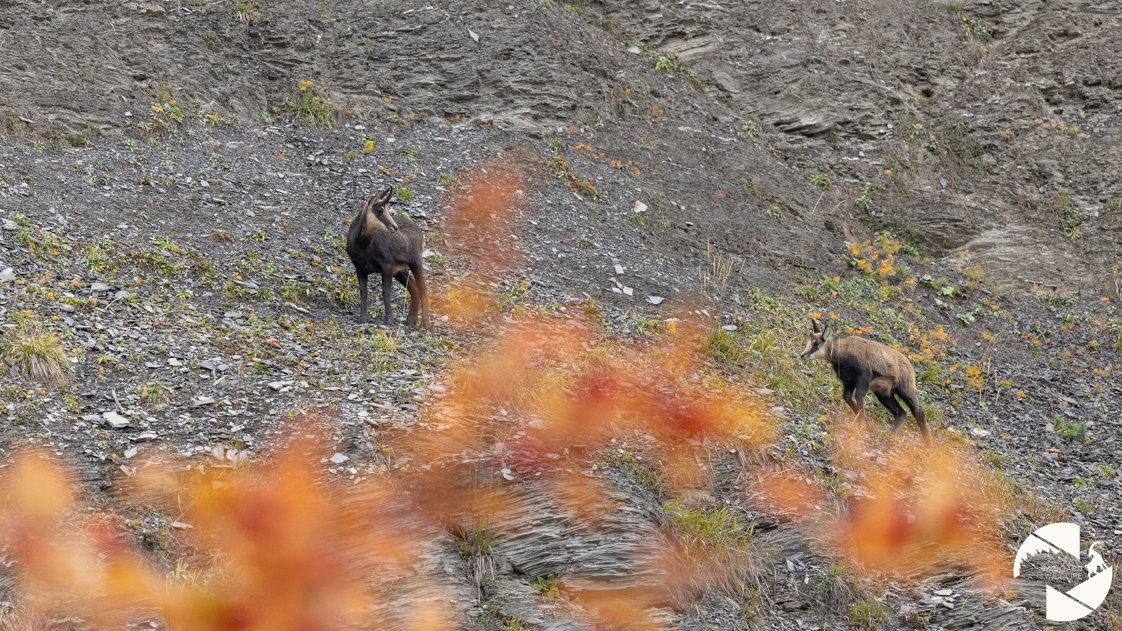 Chamois