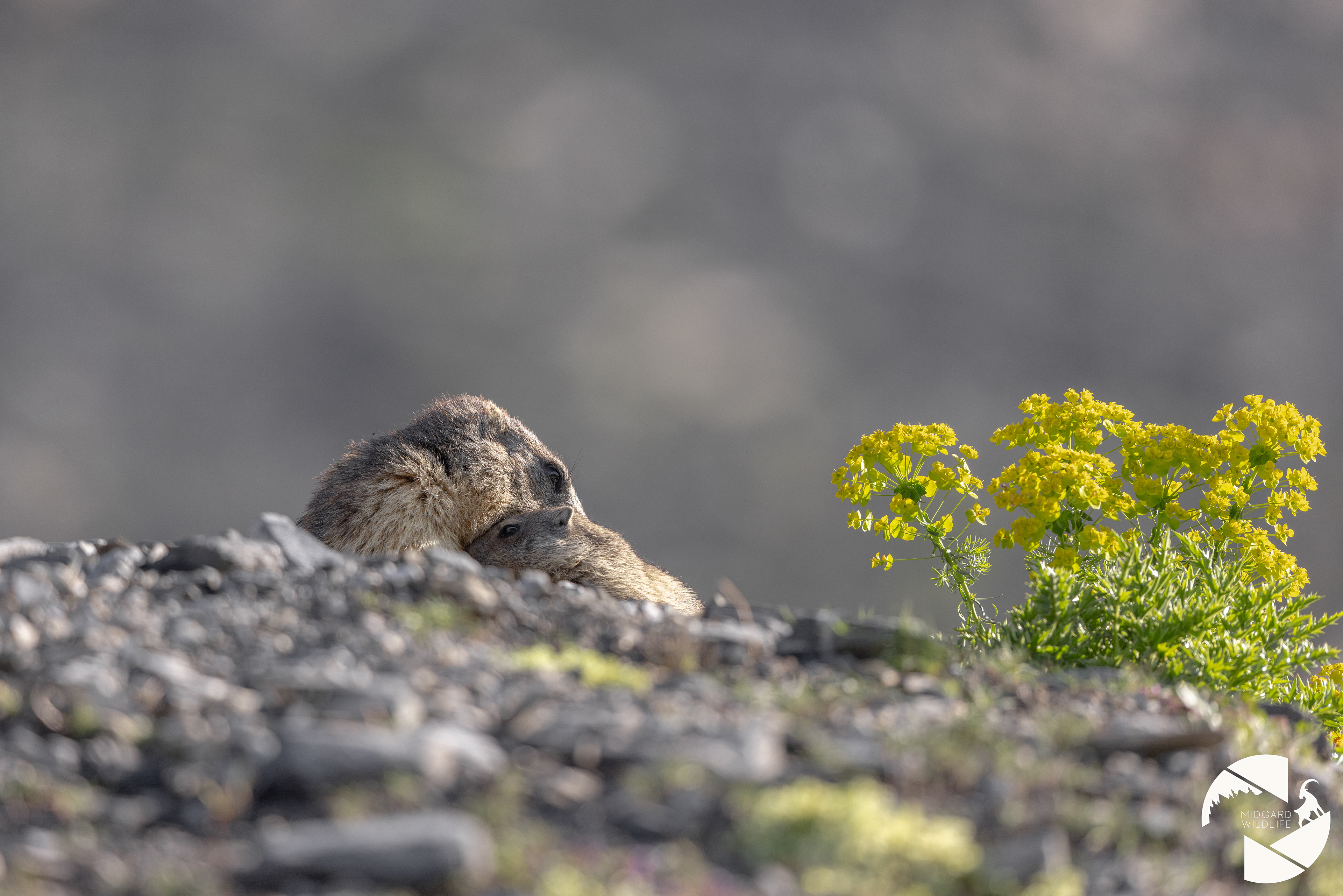Marmotte & marmotton
