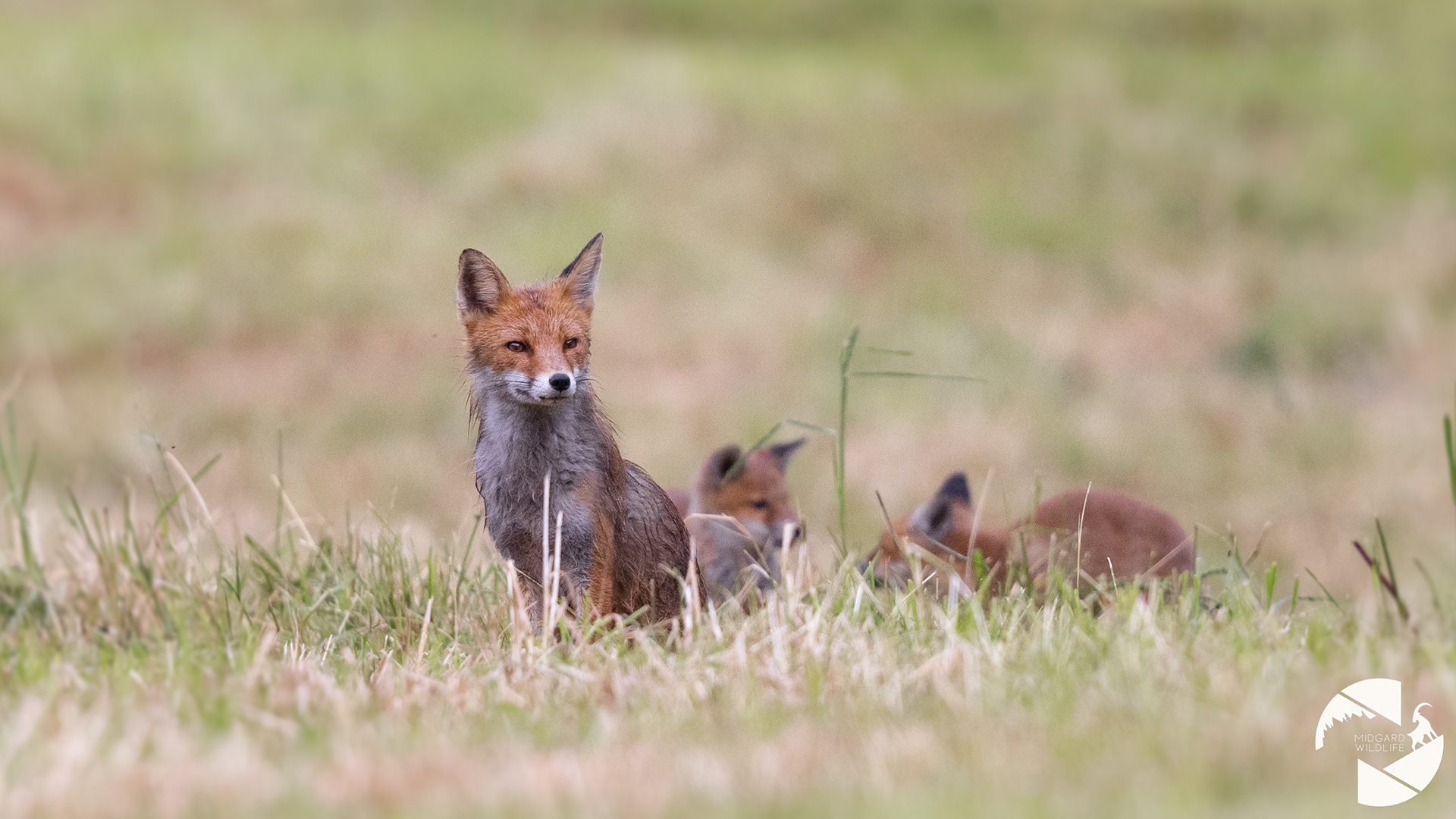 Renard roux & renardeaux