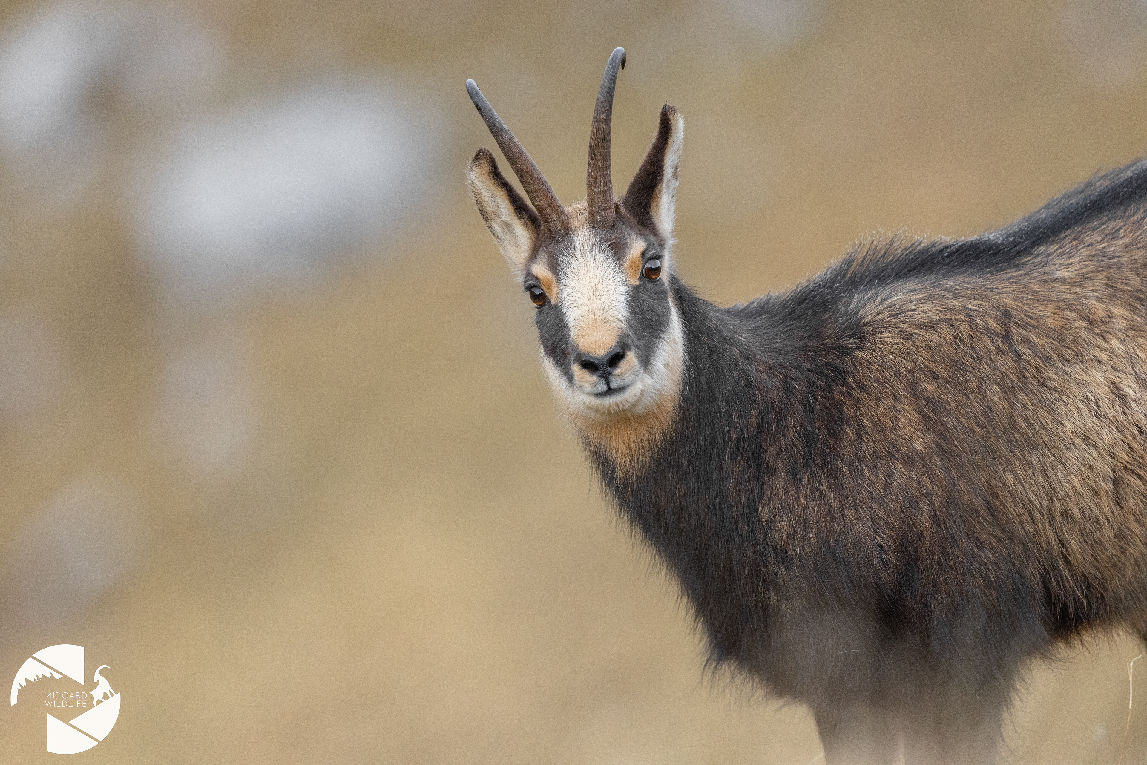 Chamois
