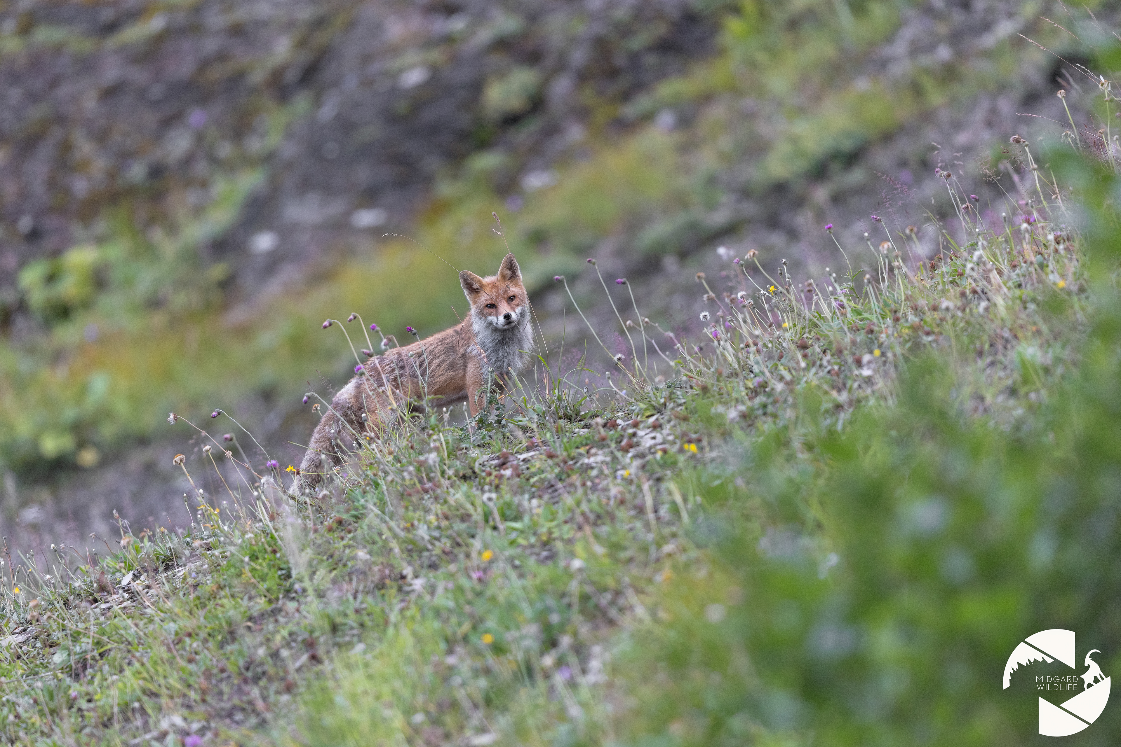 Renard