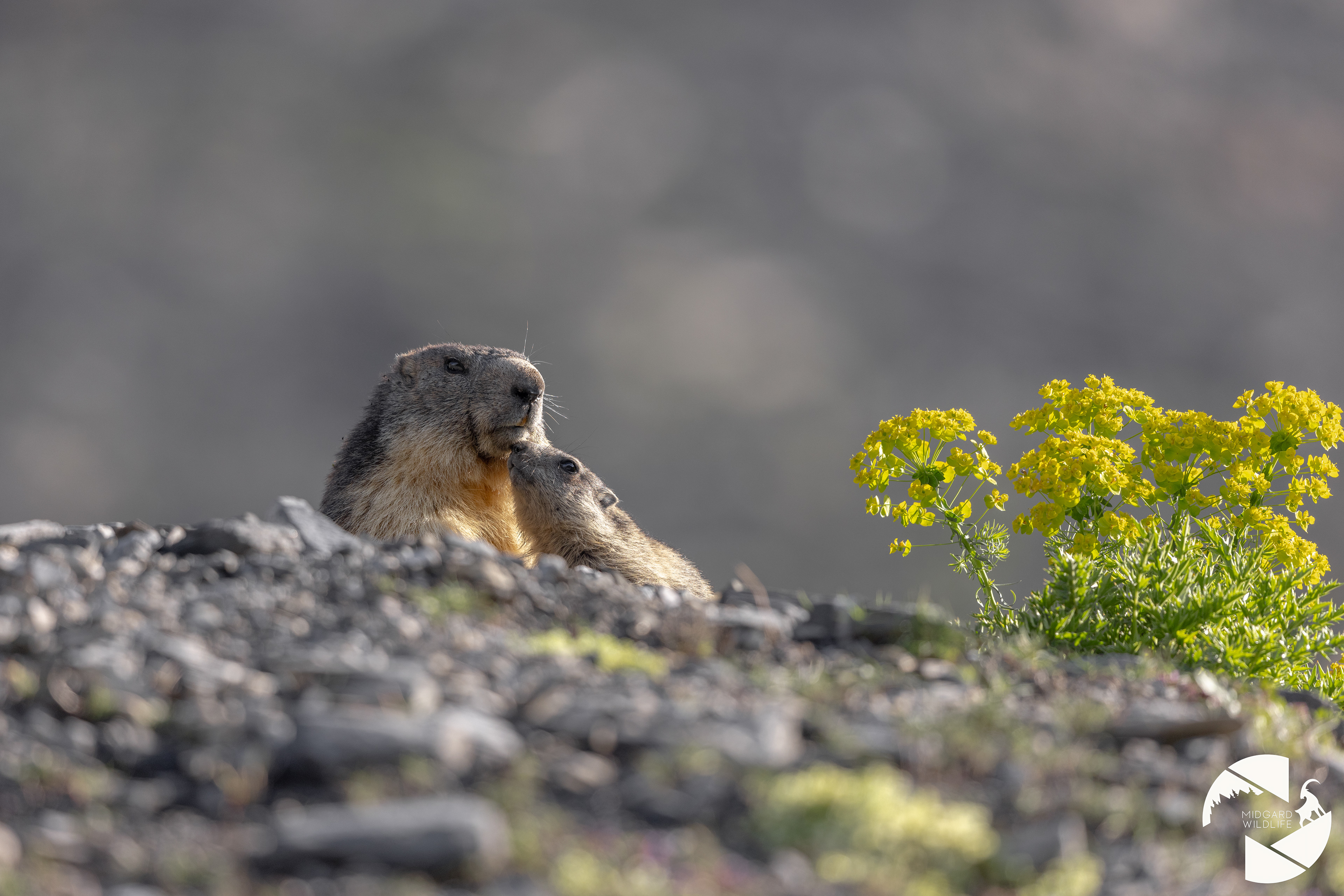 Marmotte & marmotton