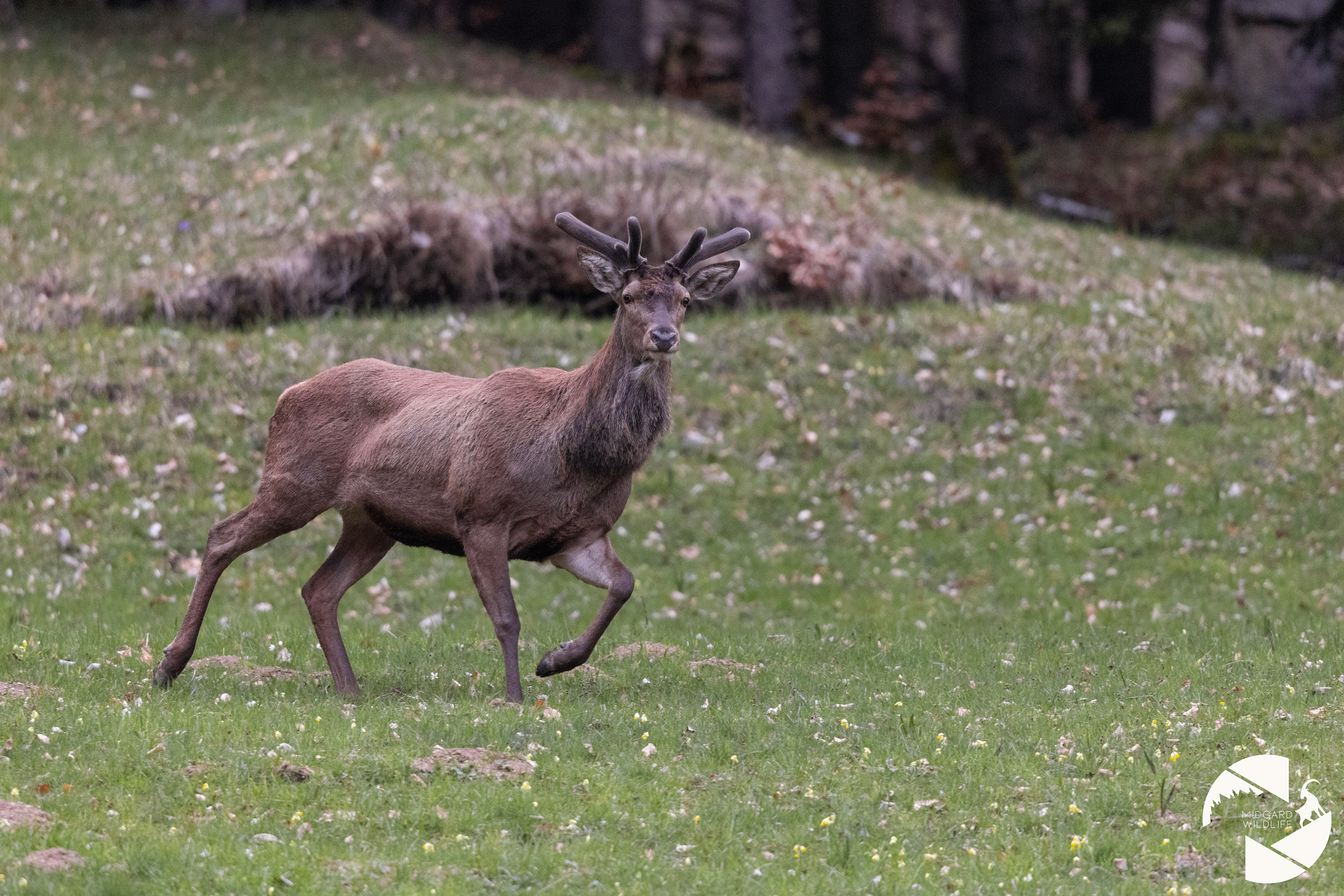 Cerf élaphe