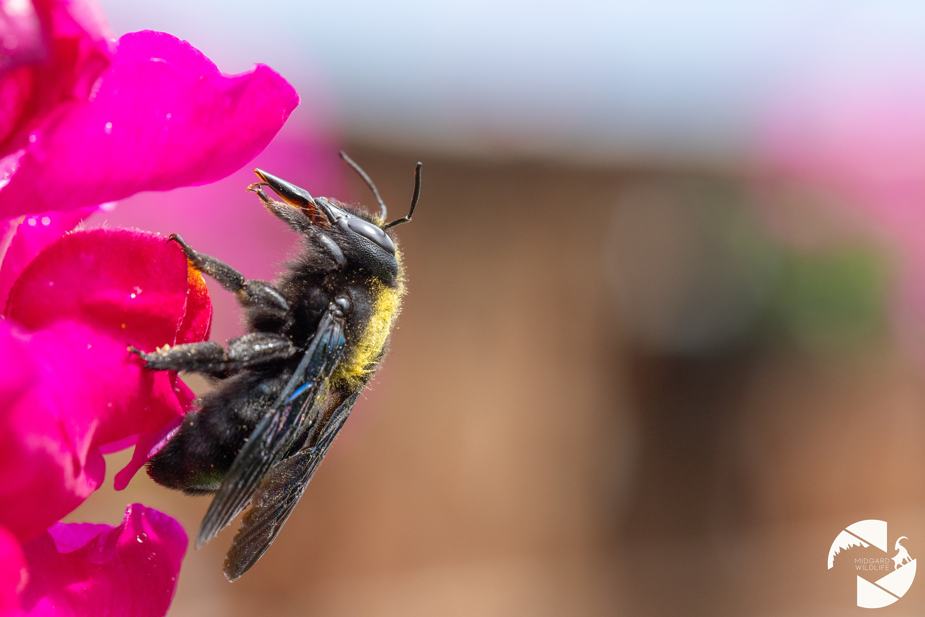 Abeille charpentière