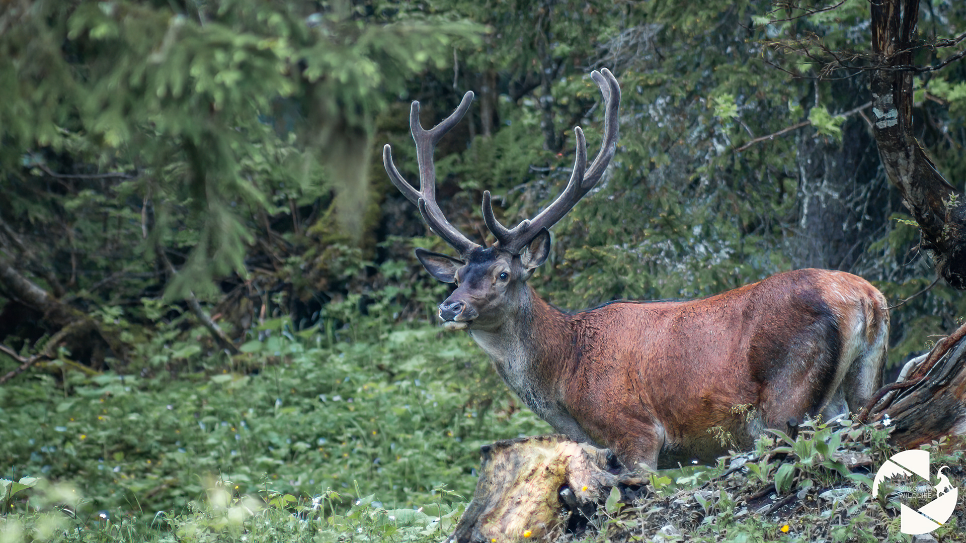 Cerf élaphe