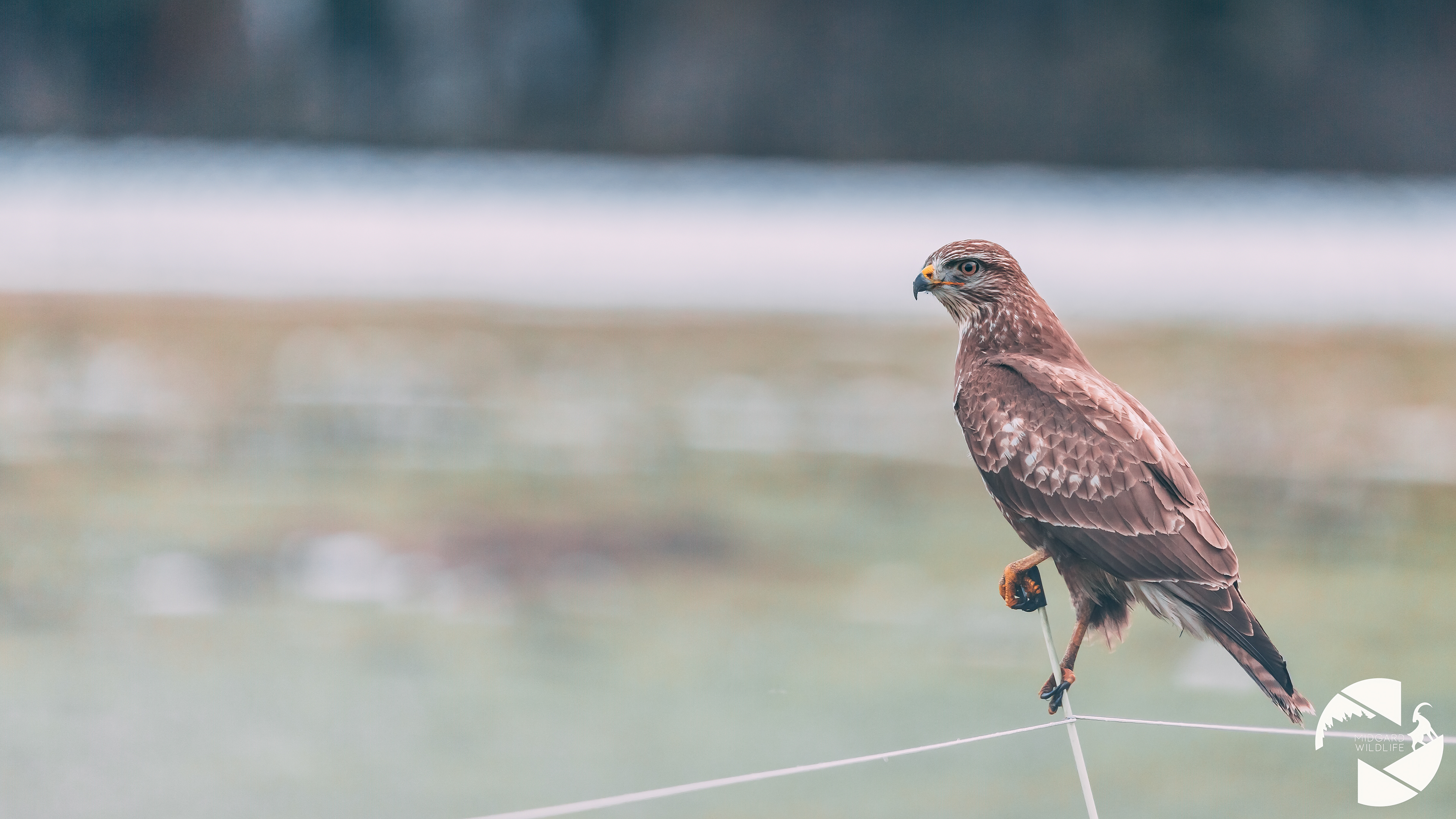 Buse variable