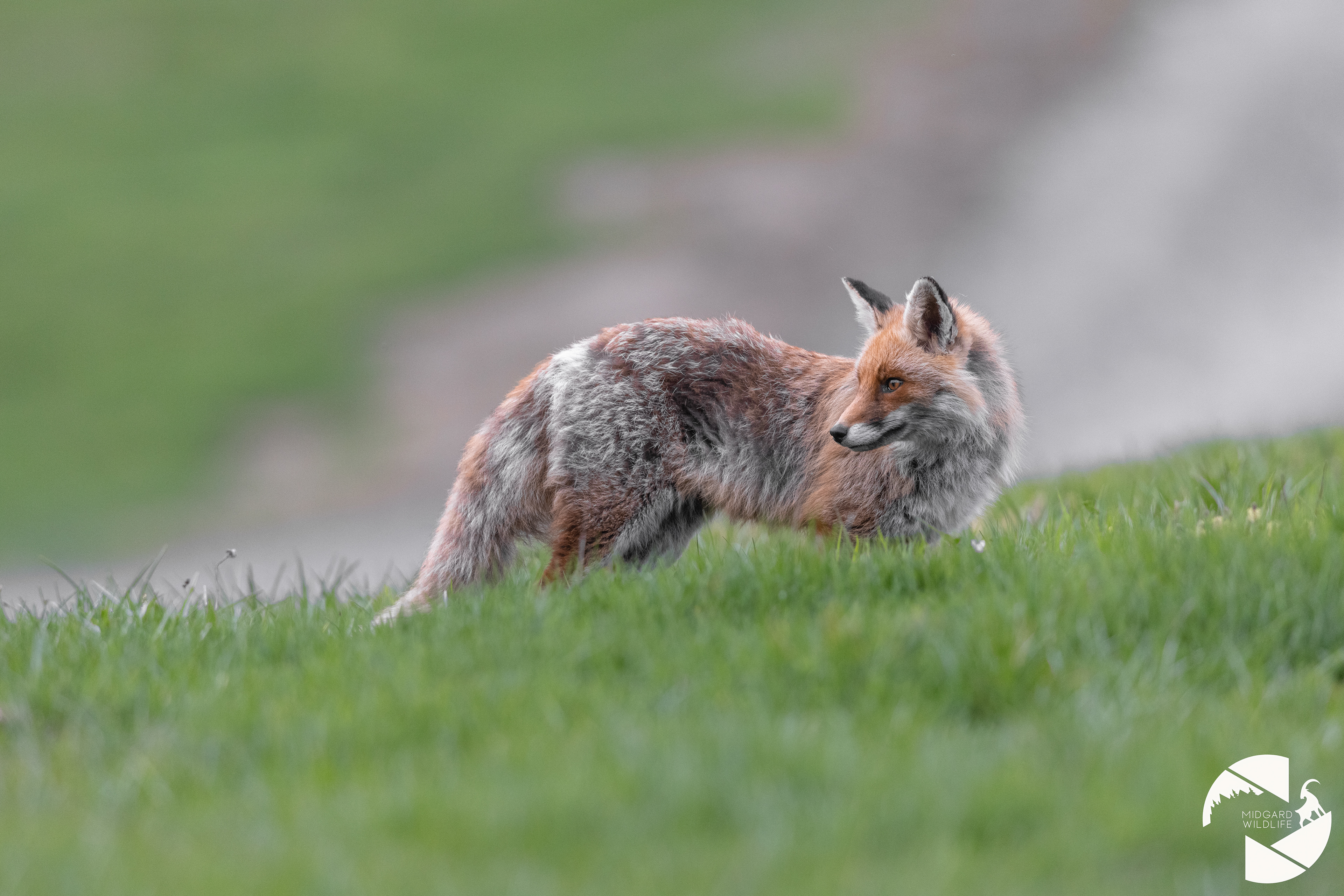 Renard
