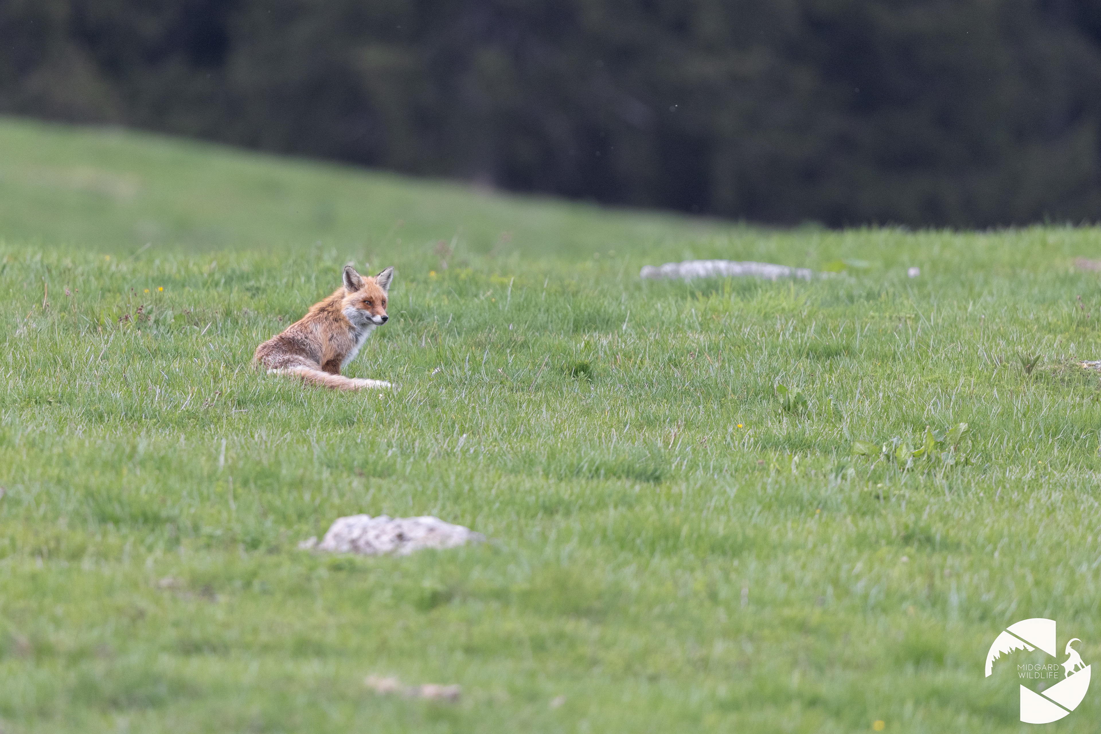 Renard