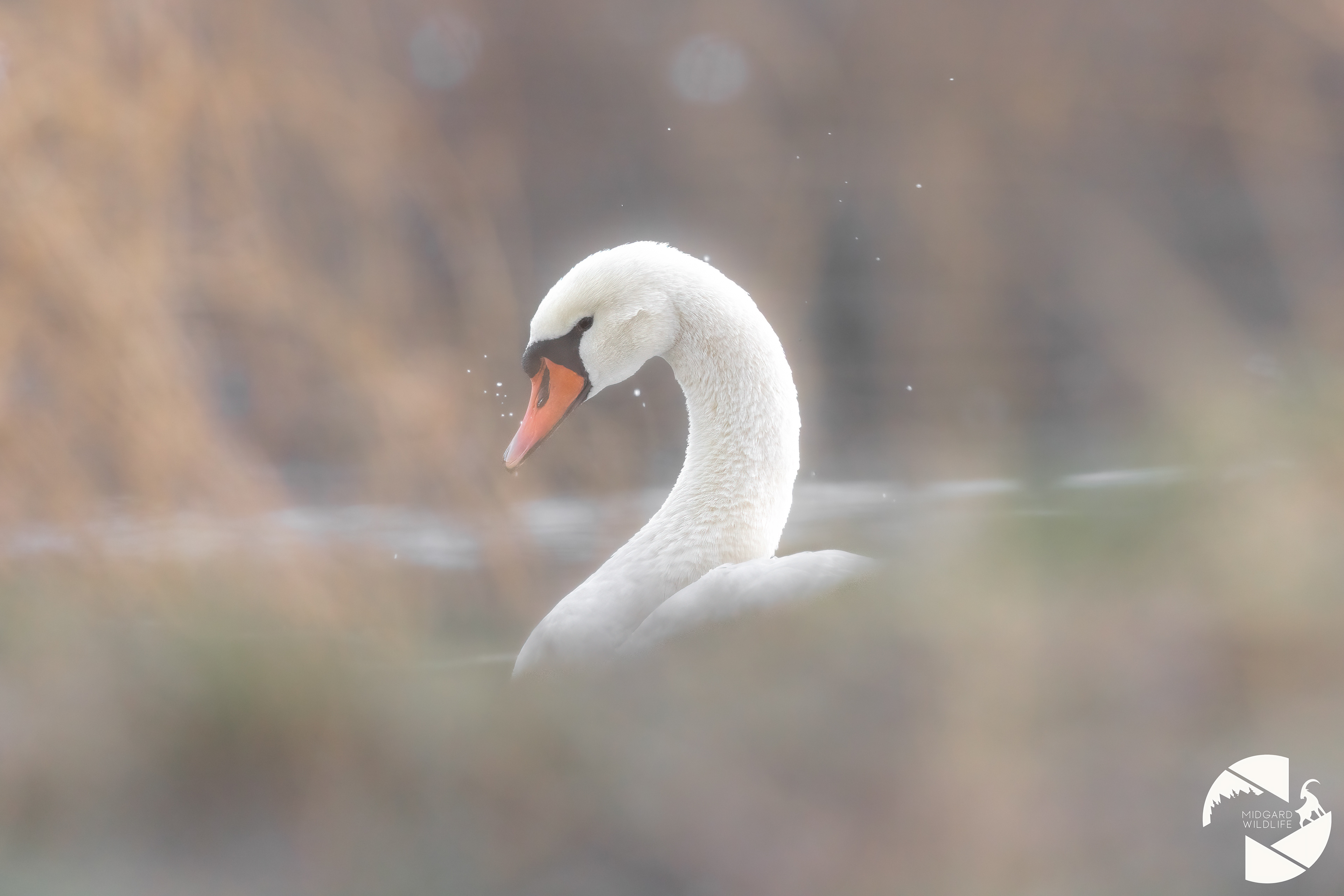 Cygne tuberculé
