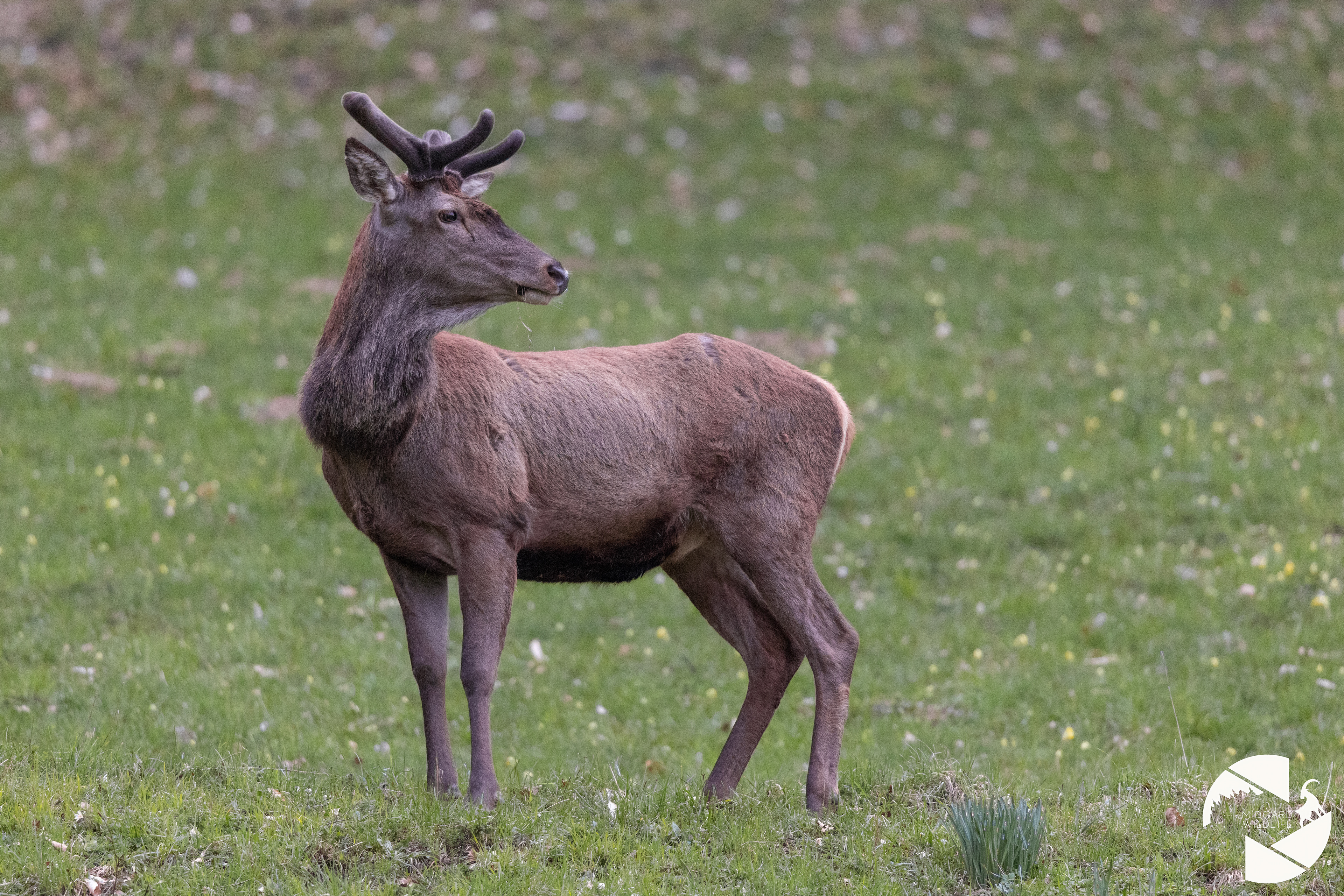 Cerf élaphe