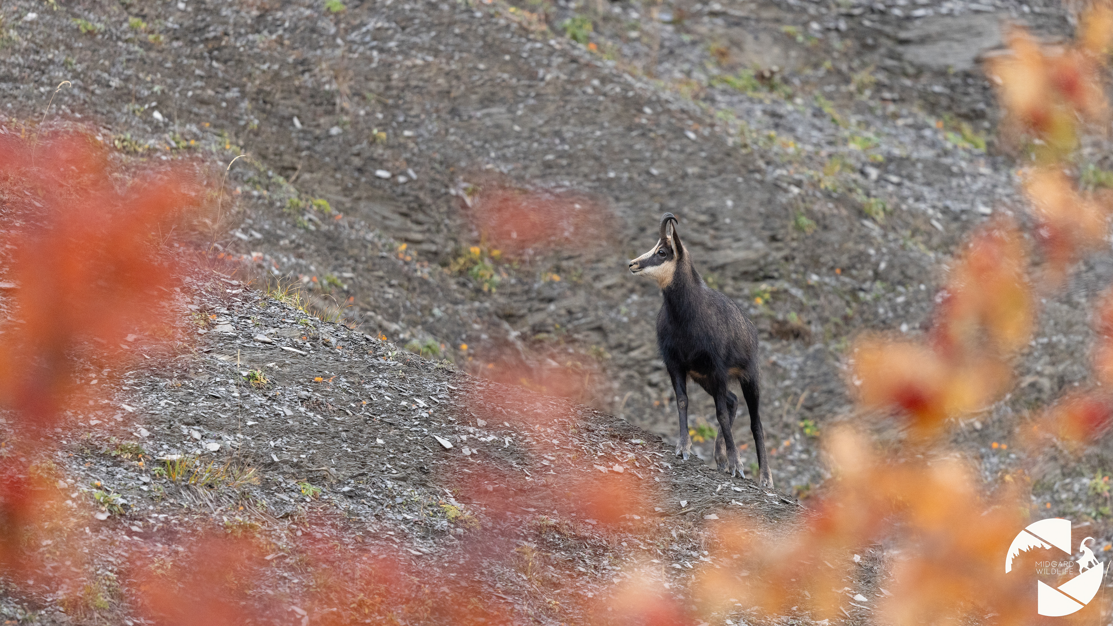 Chamois