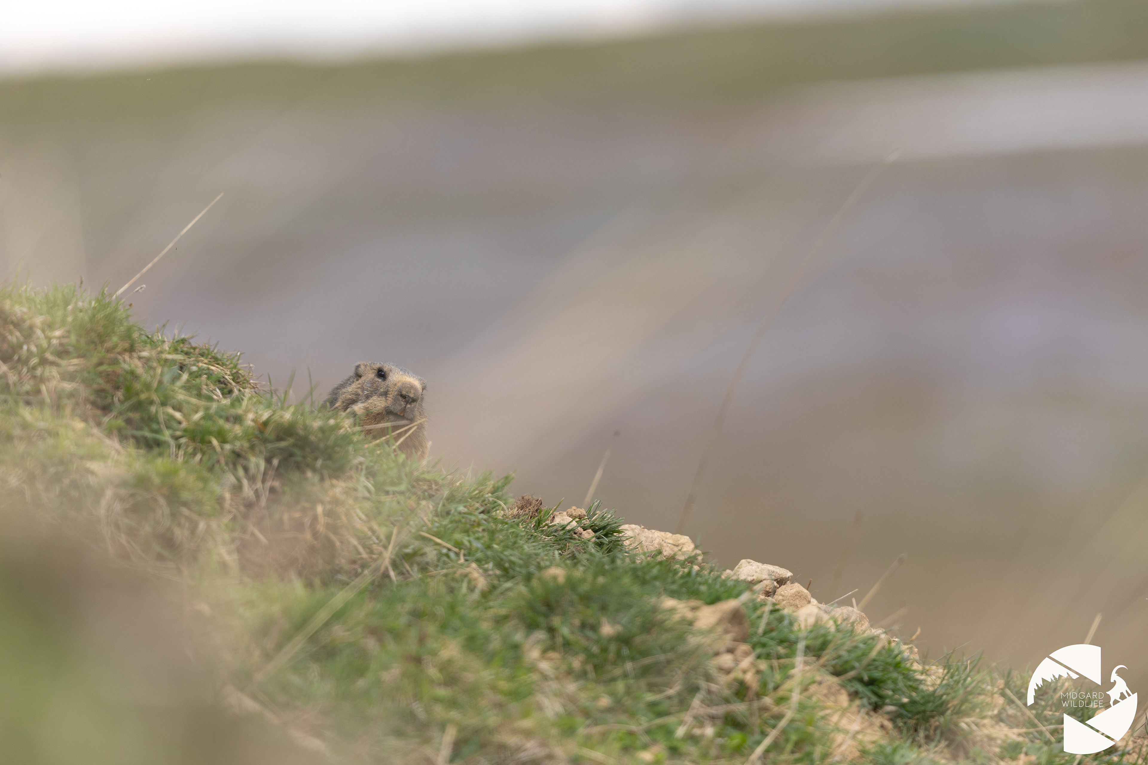 Marmotte