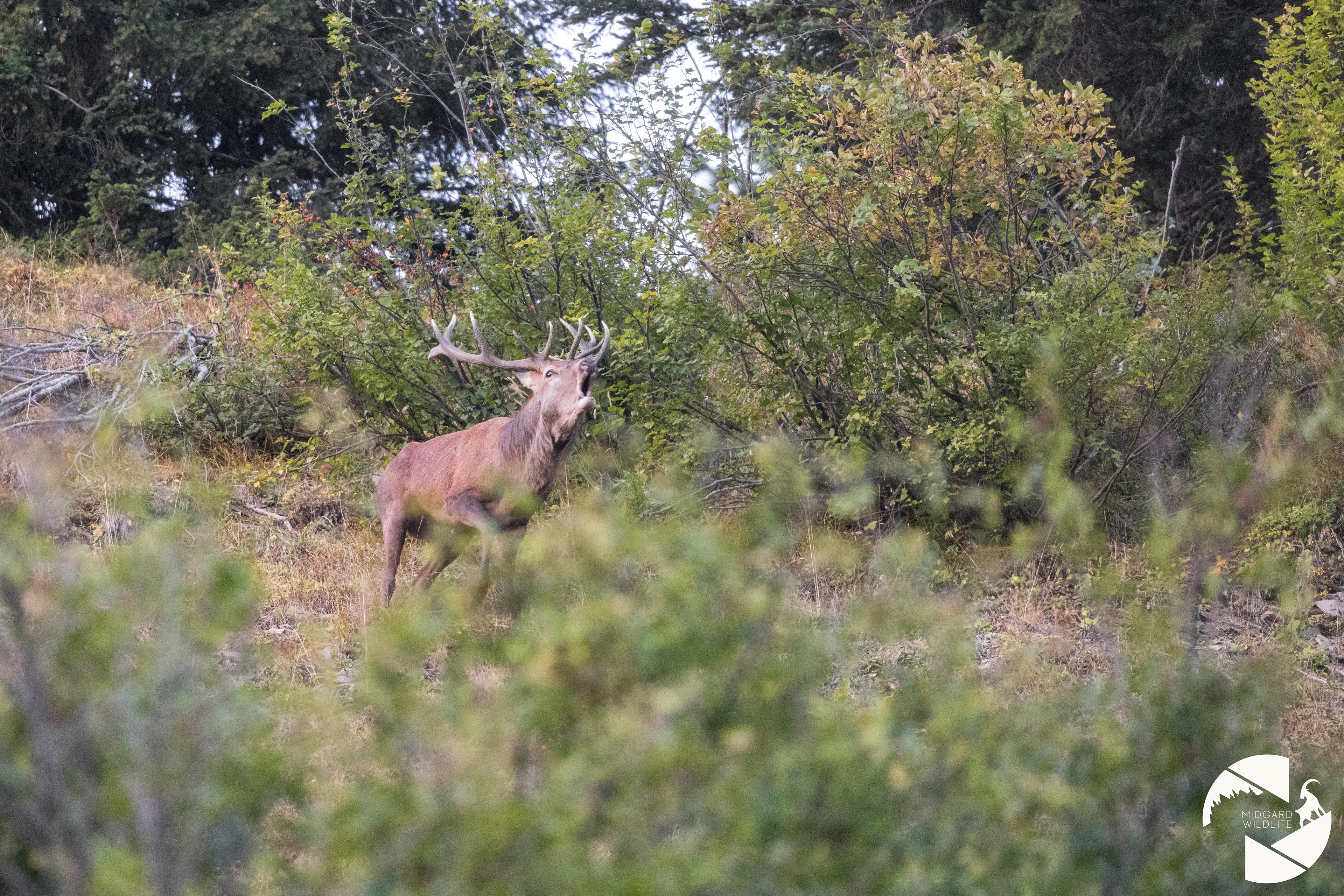 Cerf