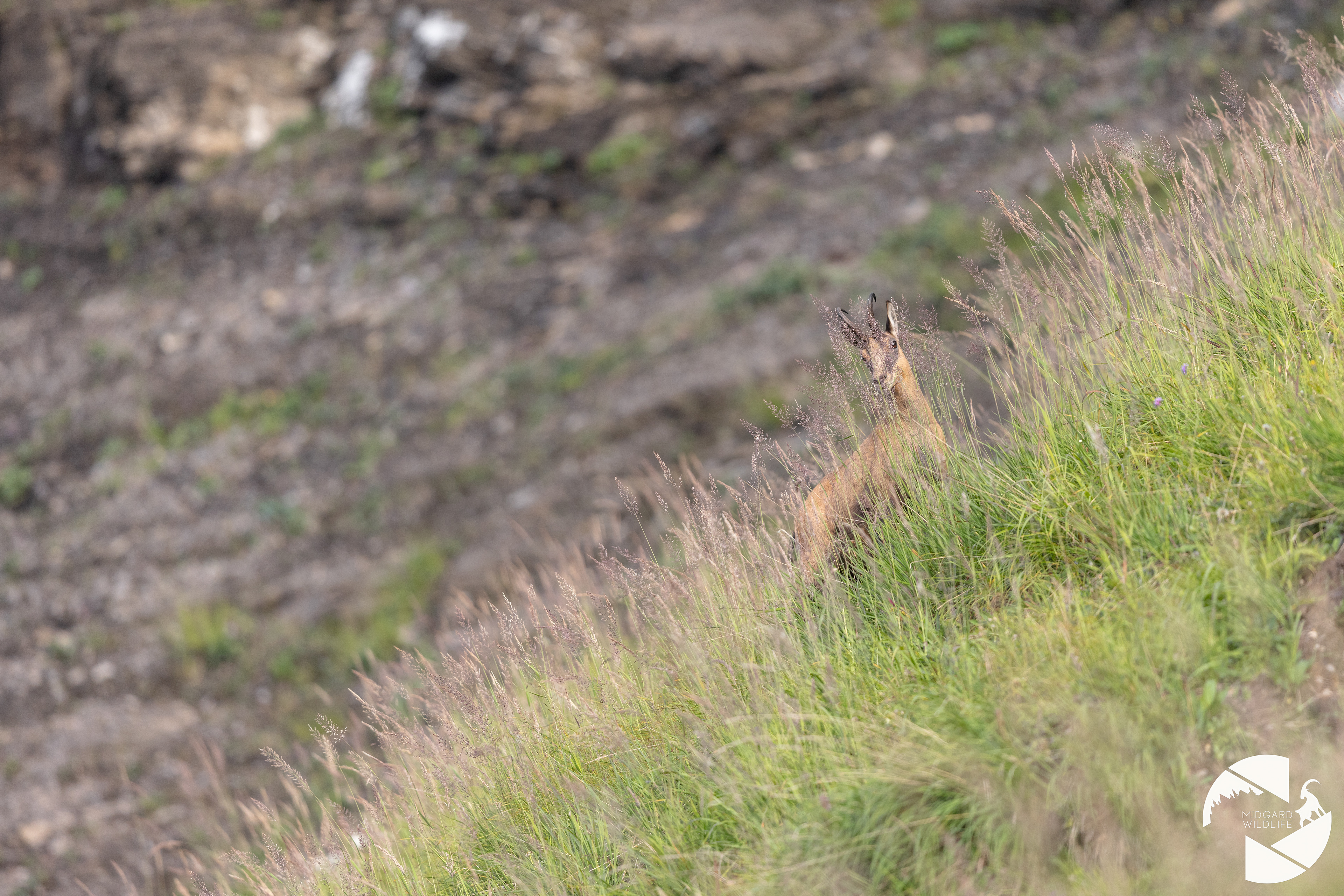 Chamois