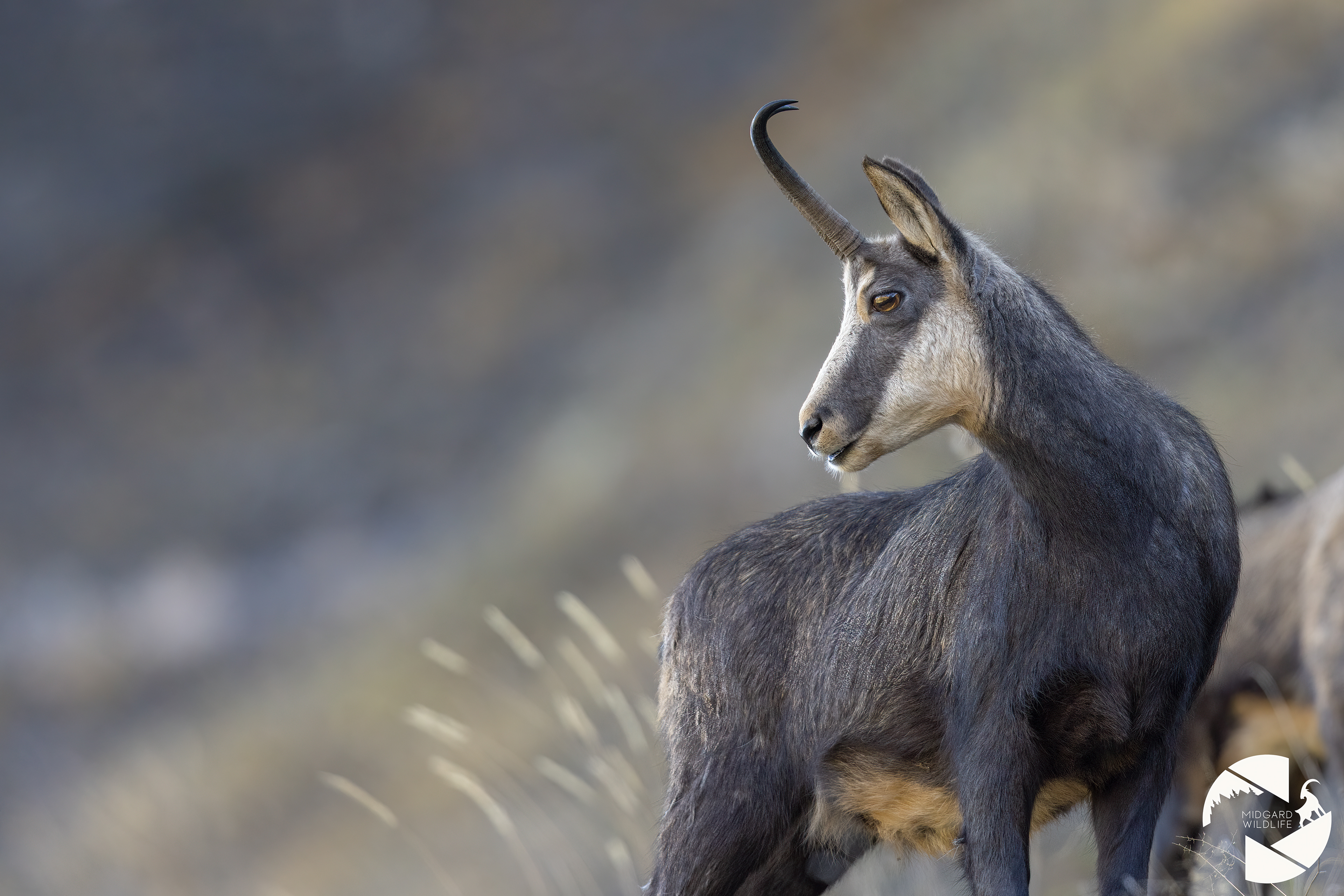 Chamois