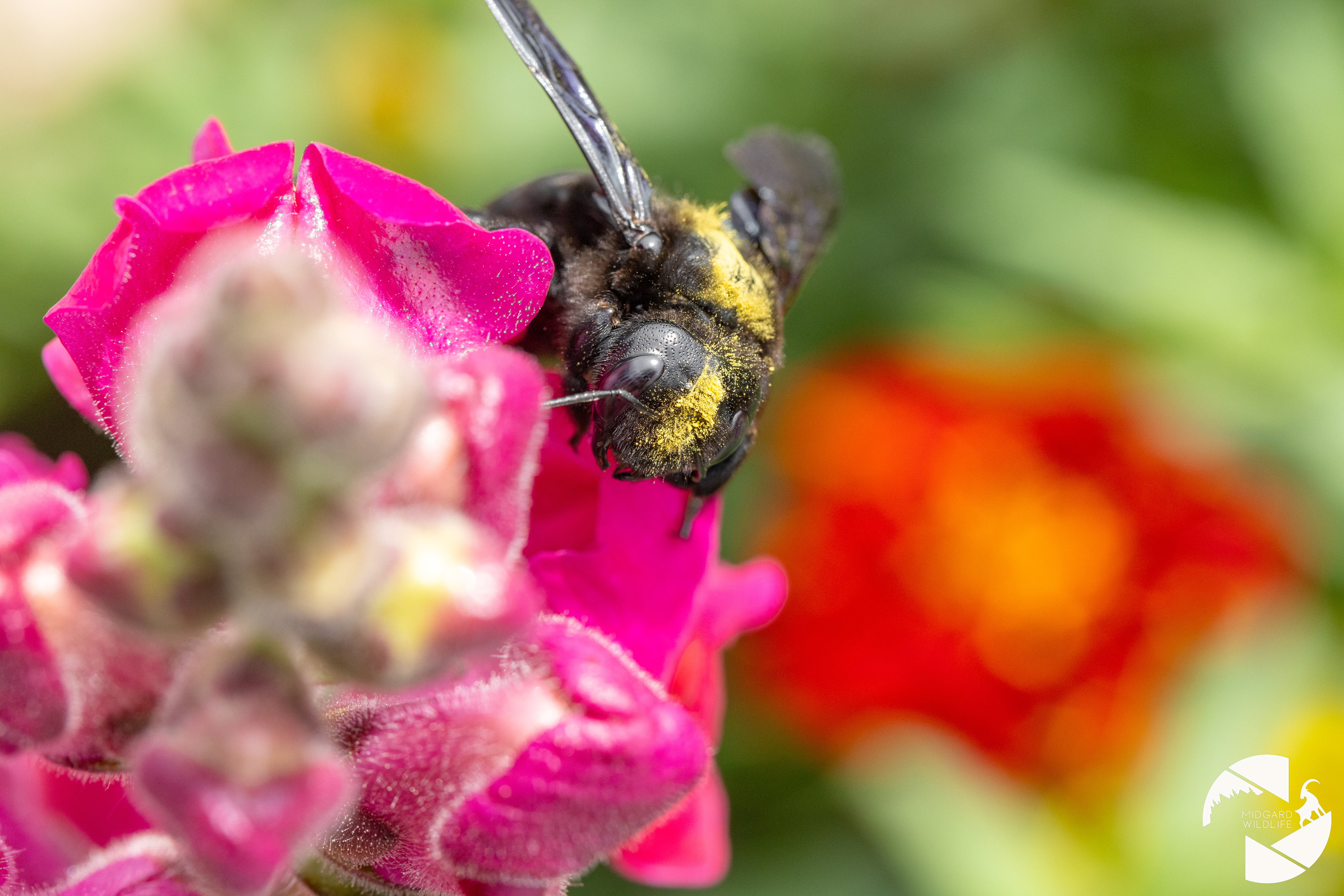Abeille charpentière