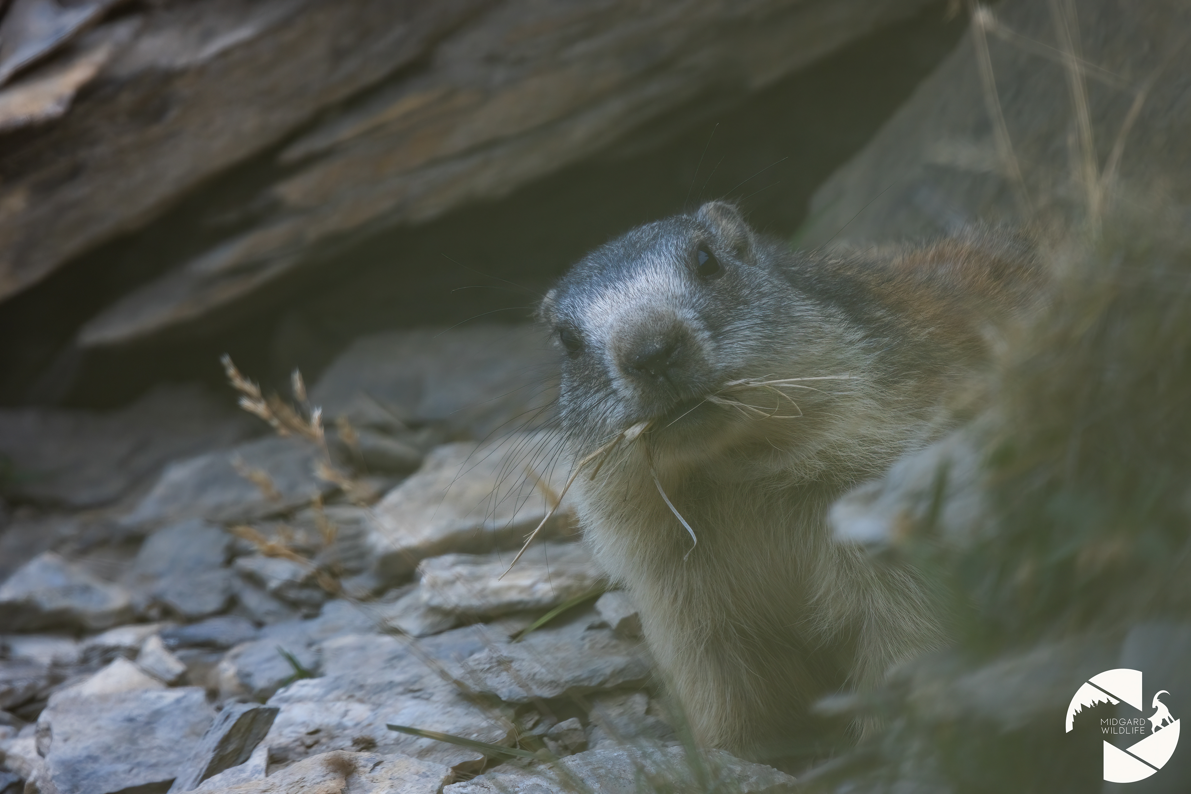 Marmotte