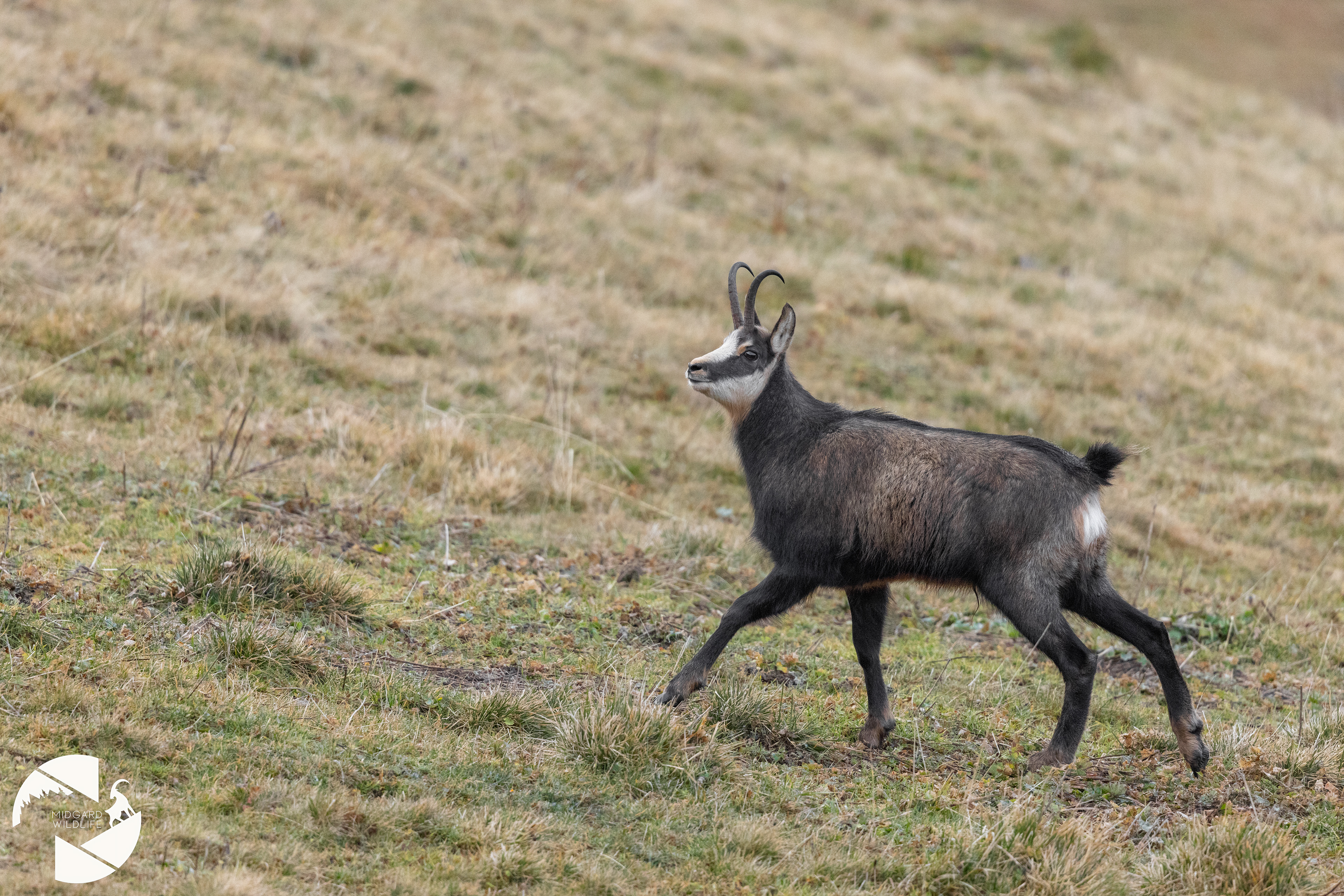 Chamois