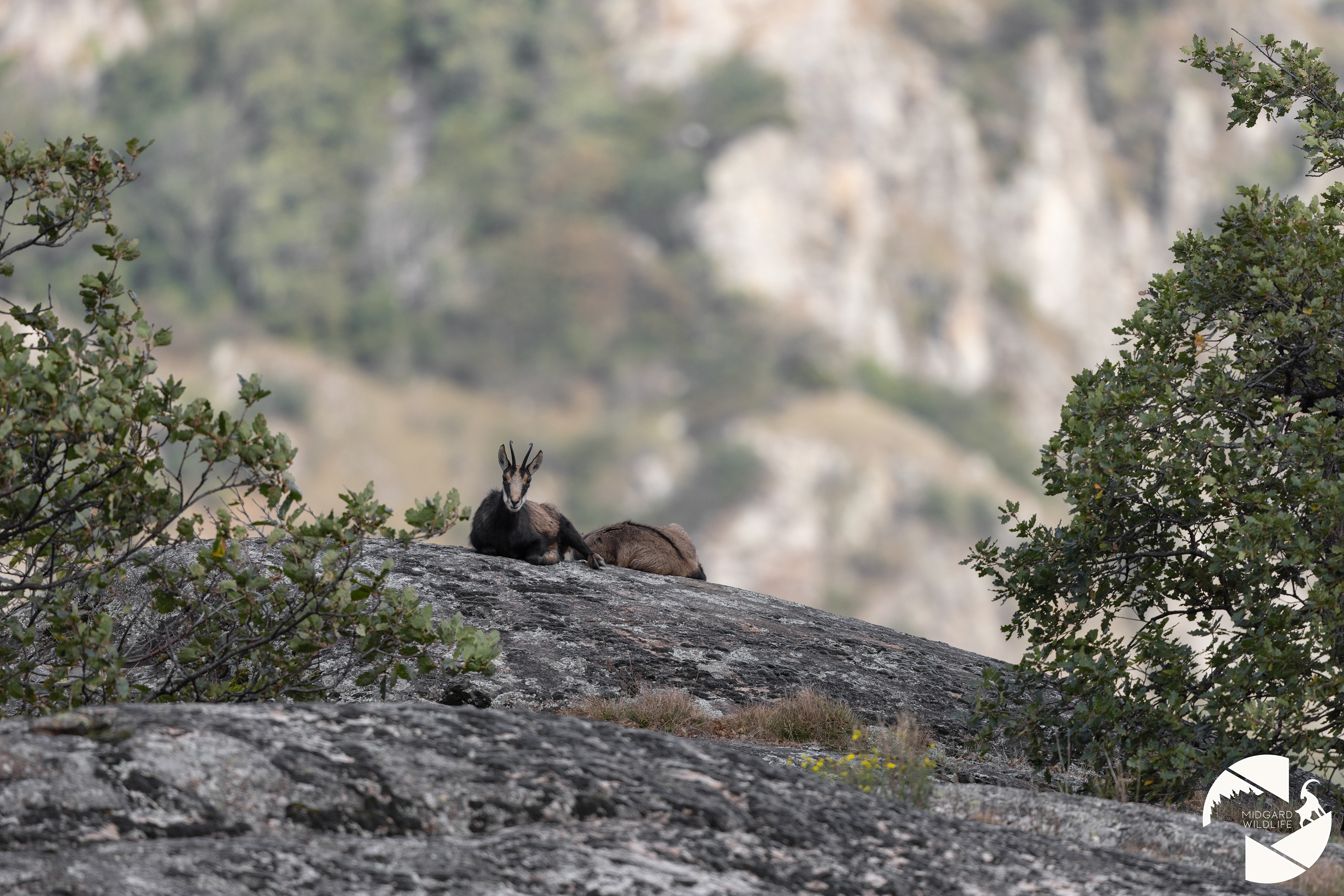 Chamois