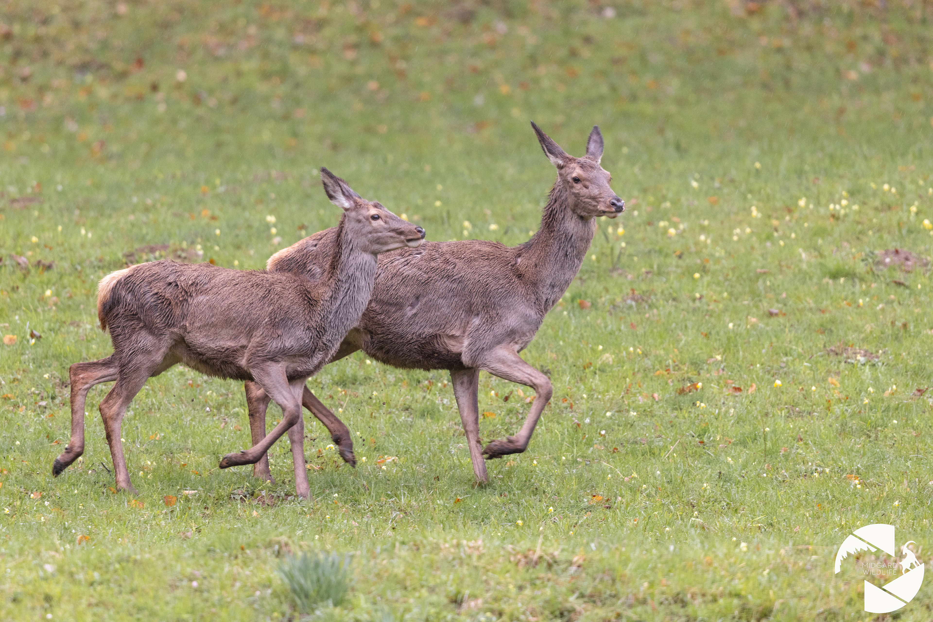 Cerfs élaphe