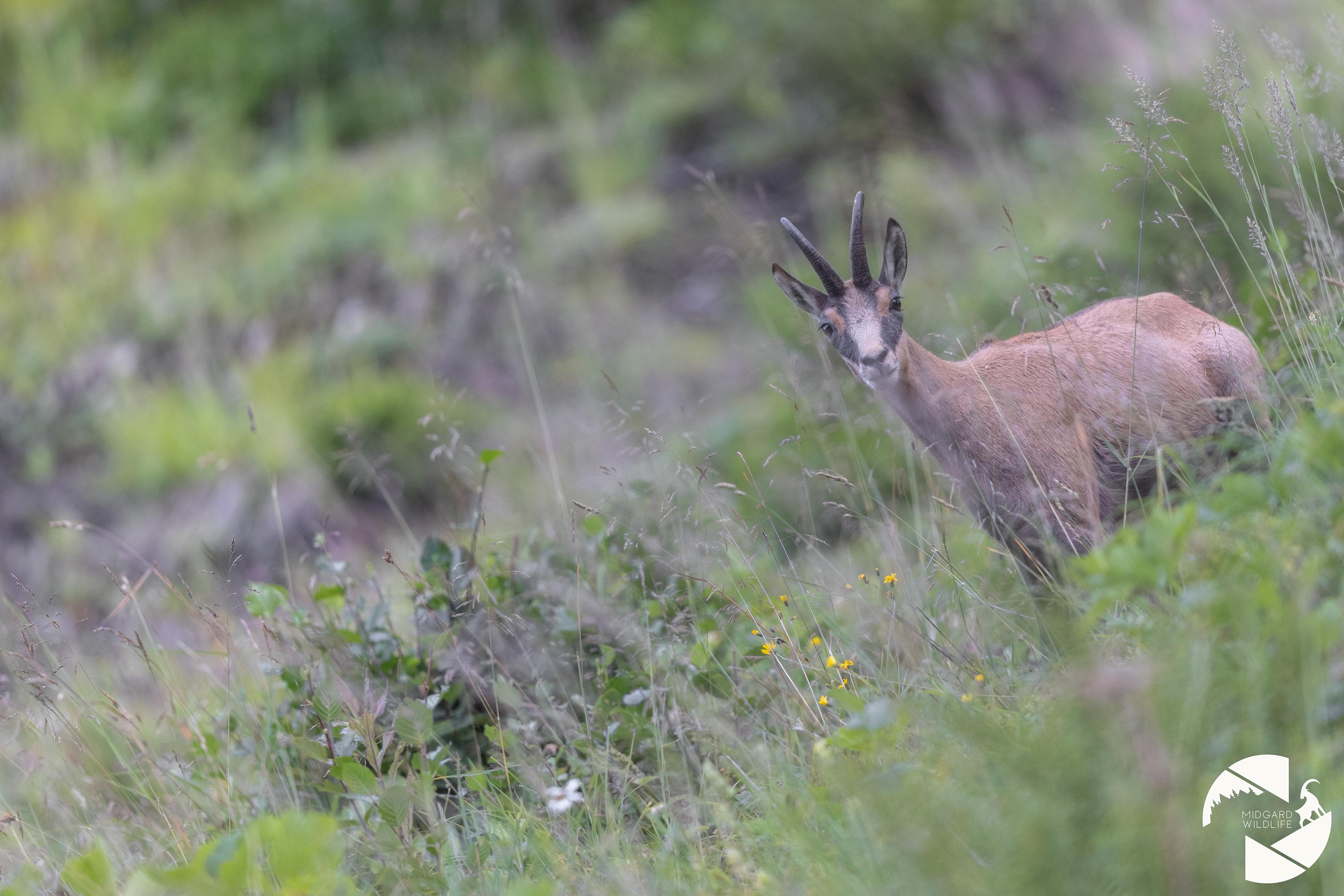 Chamois