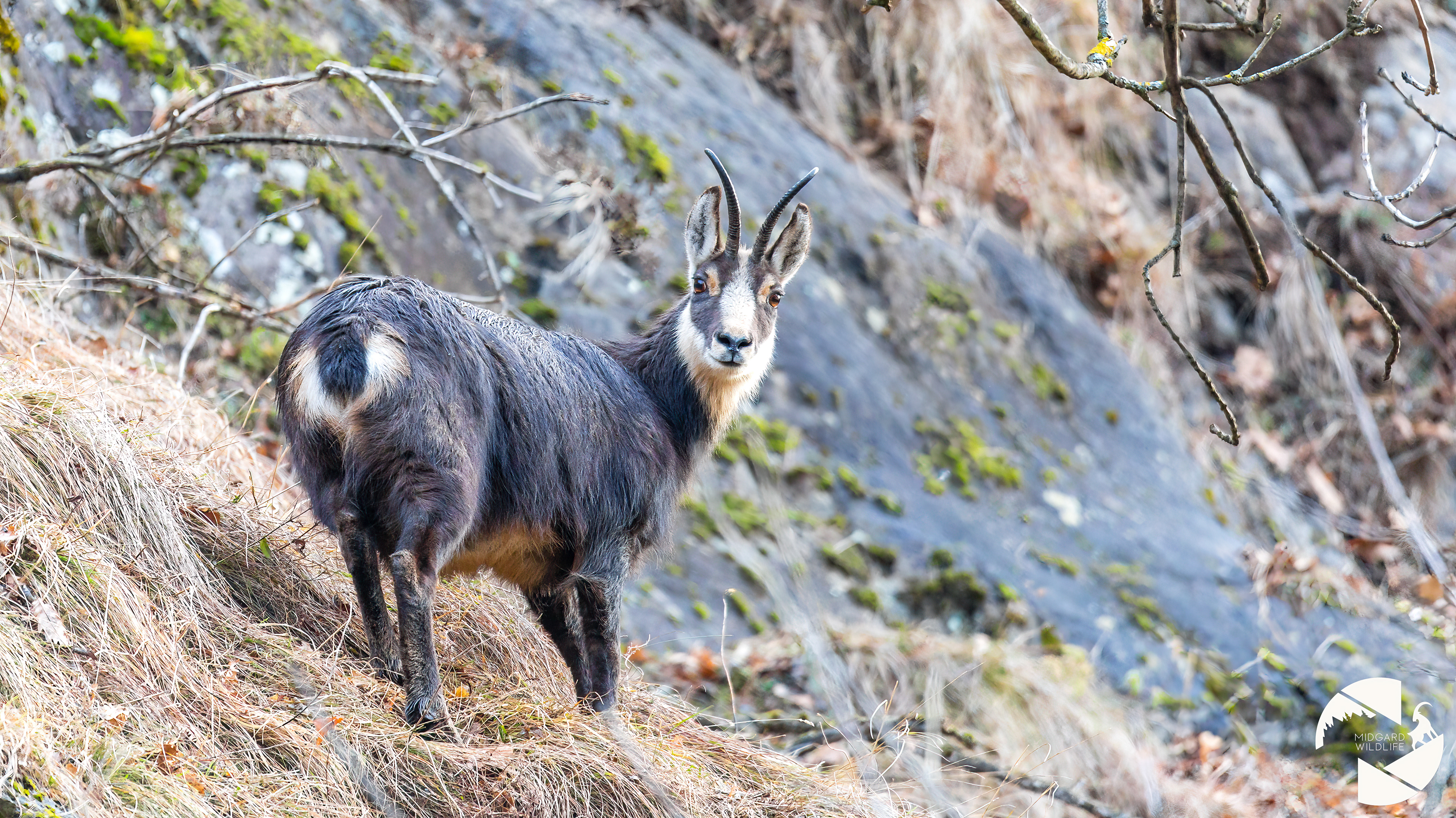 Chamois