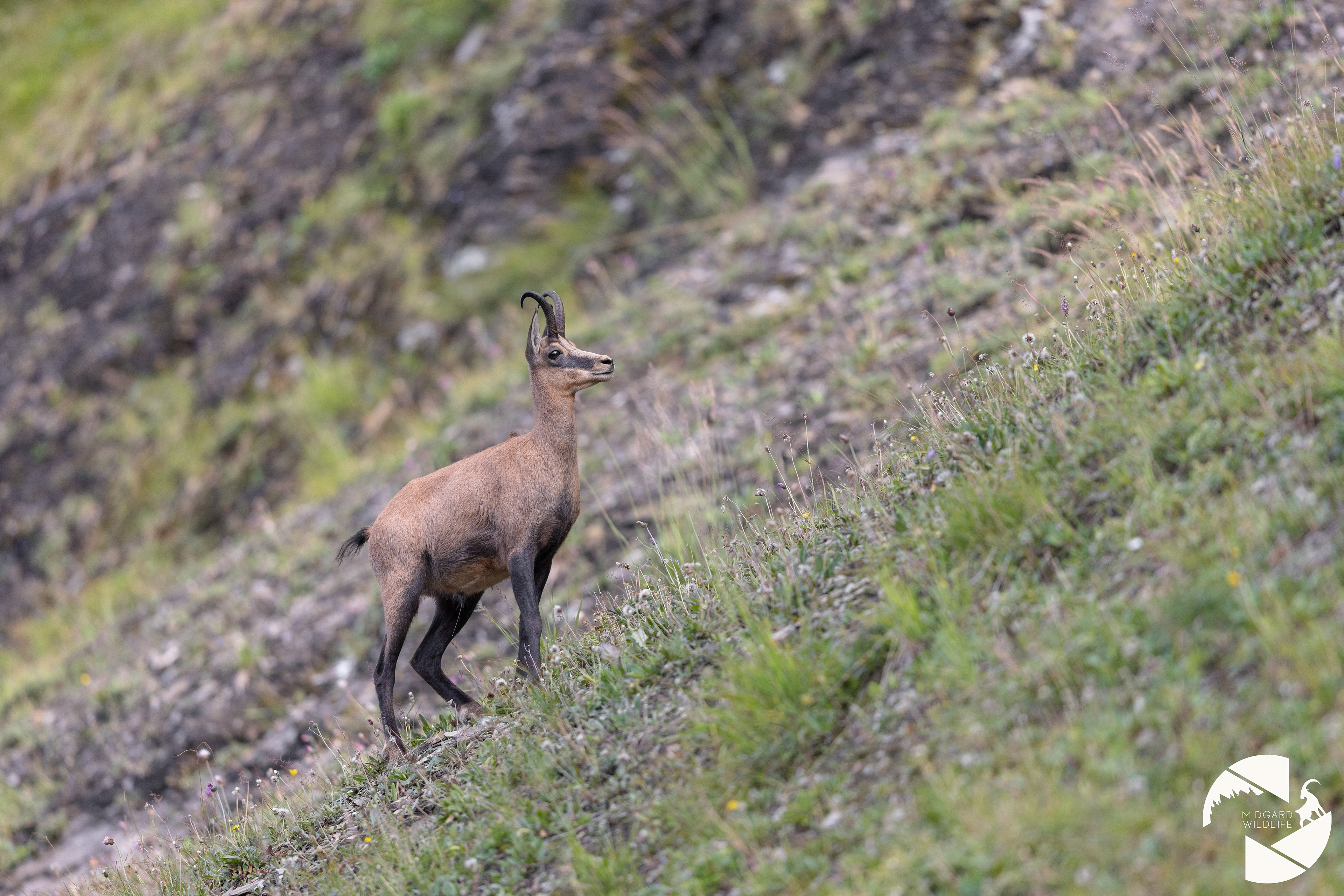 Chamois