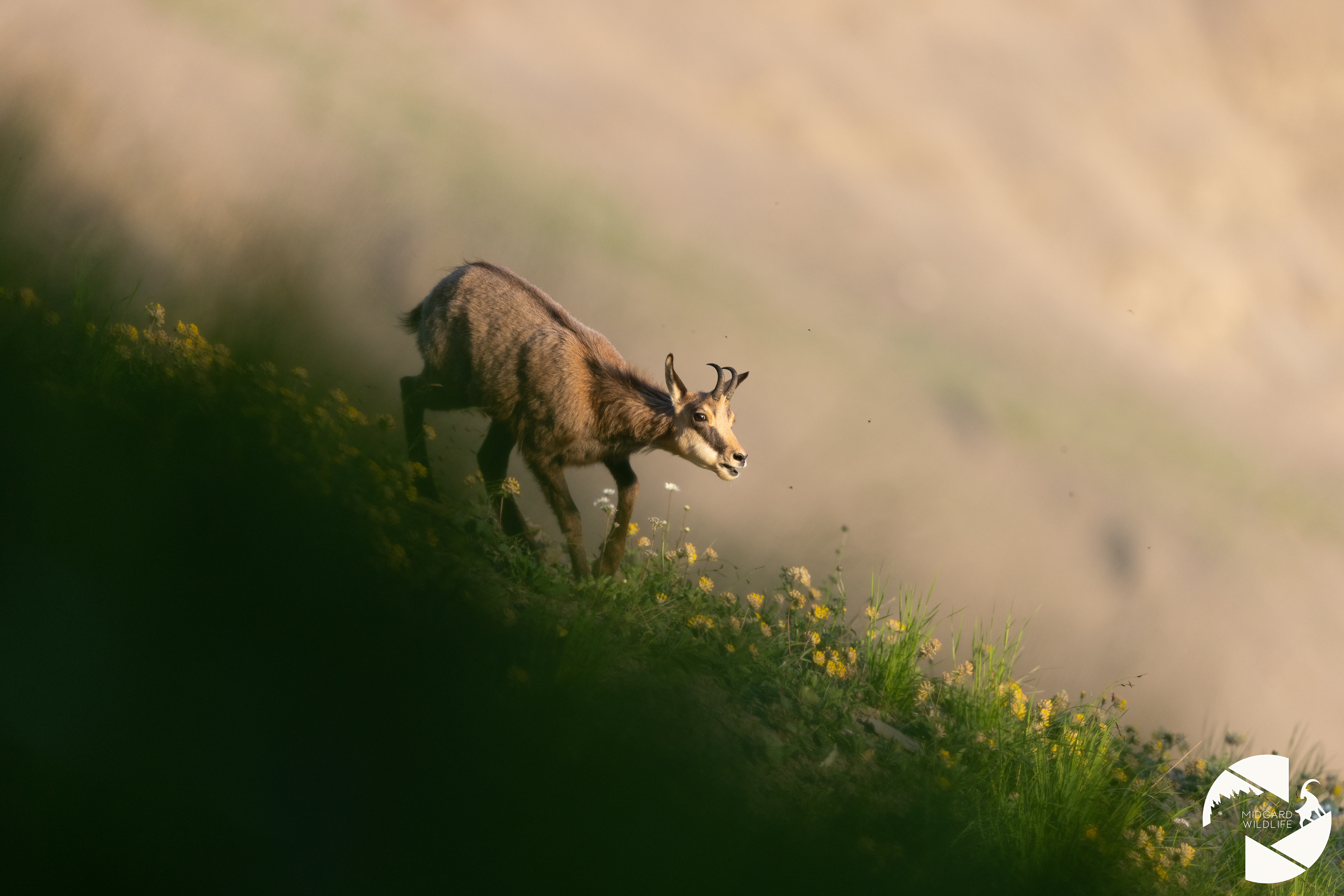 Chamois