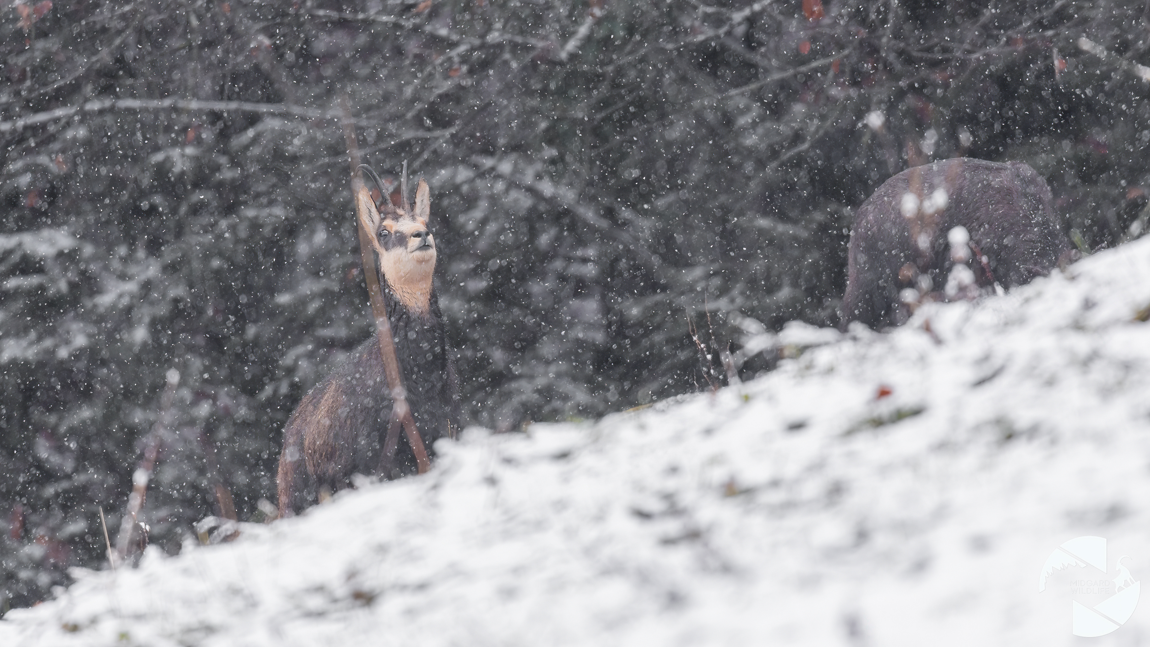 Chamois