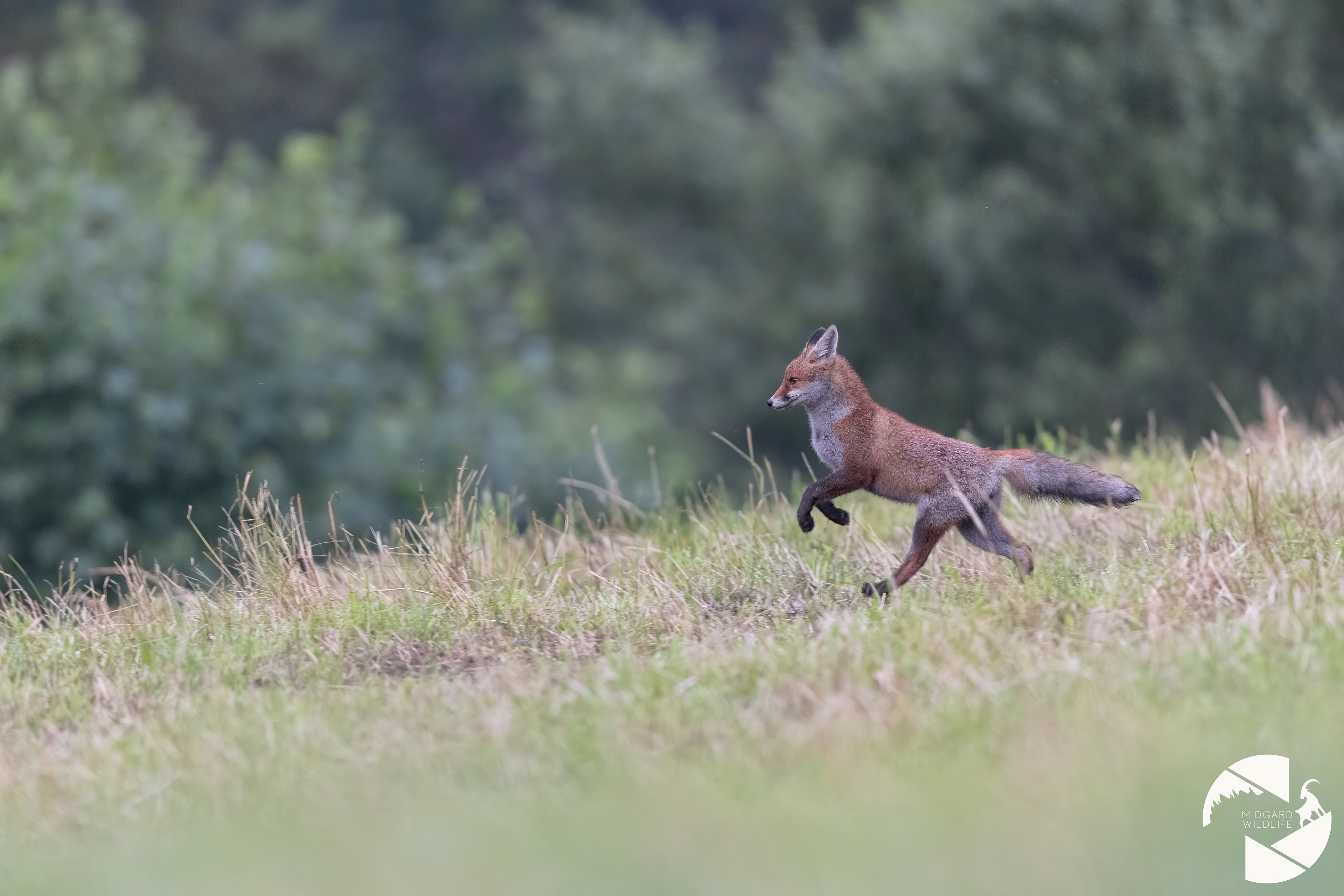Renard